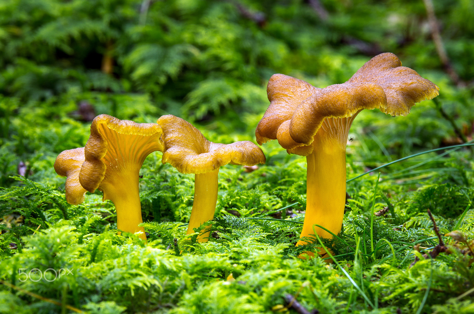 Pentax K-5 sample photo. Craterellus tubaeformis. edible mushrooms with excellent taste photography