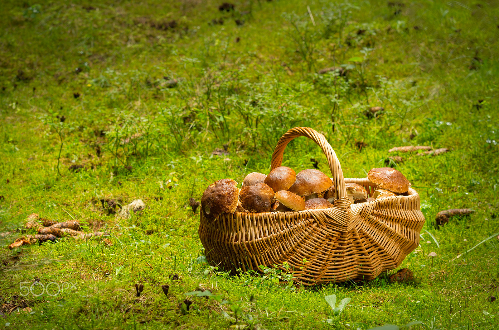 Pentax K-5 sample photo. Basket full of mushrooms. bboletus edulis. photography