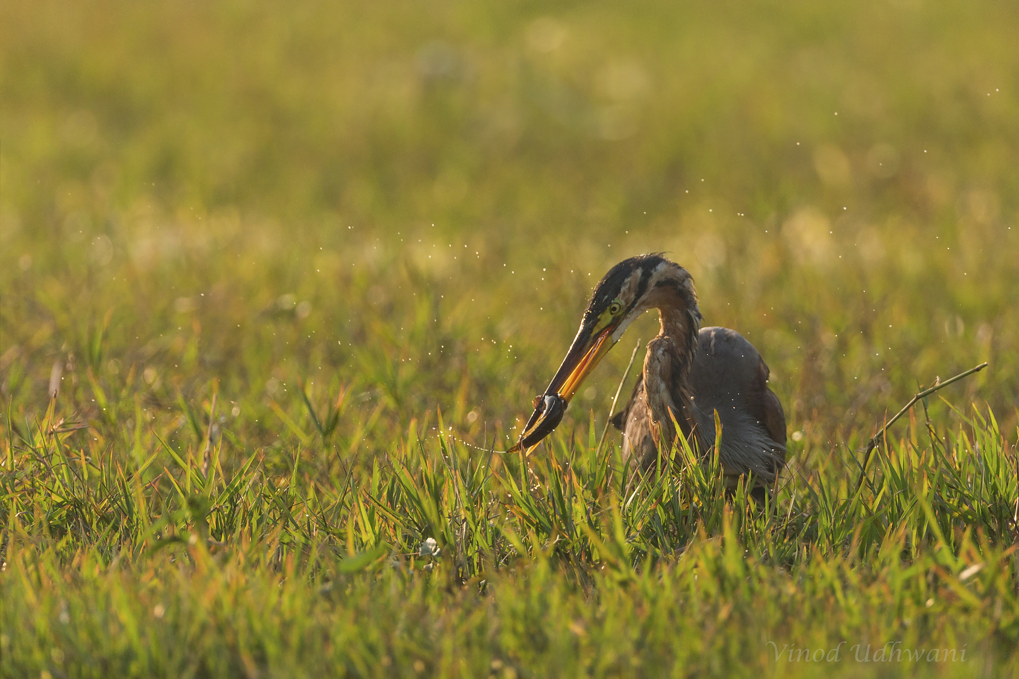 Canon EOS-1D X sample photo. Purple heron with fish photography