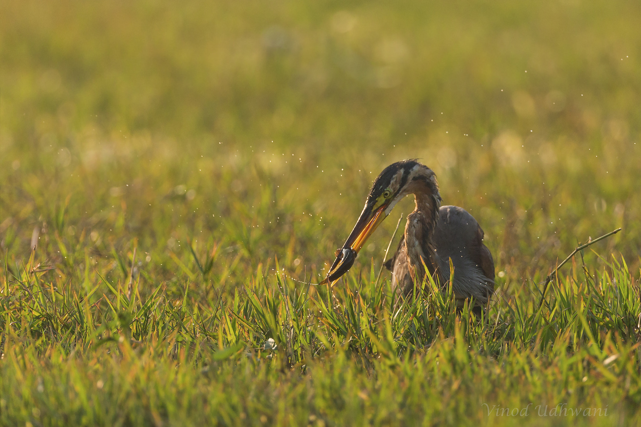 Canon EF 800mm F5.6L IS USM sample photo. Purple heron with fish photography