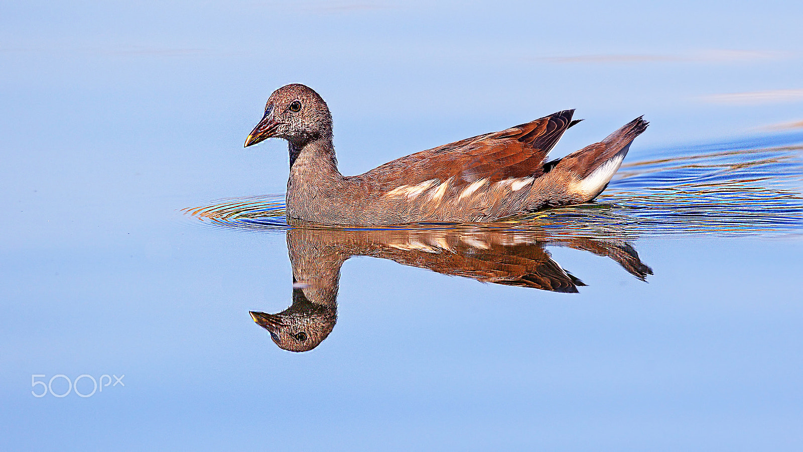 Canon EF 500mm F4L IS USM sample photo. SutavuĞu- common moorhen-gallinula chloropus photography