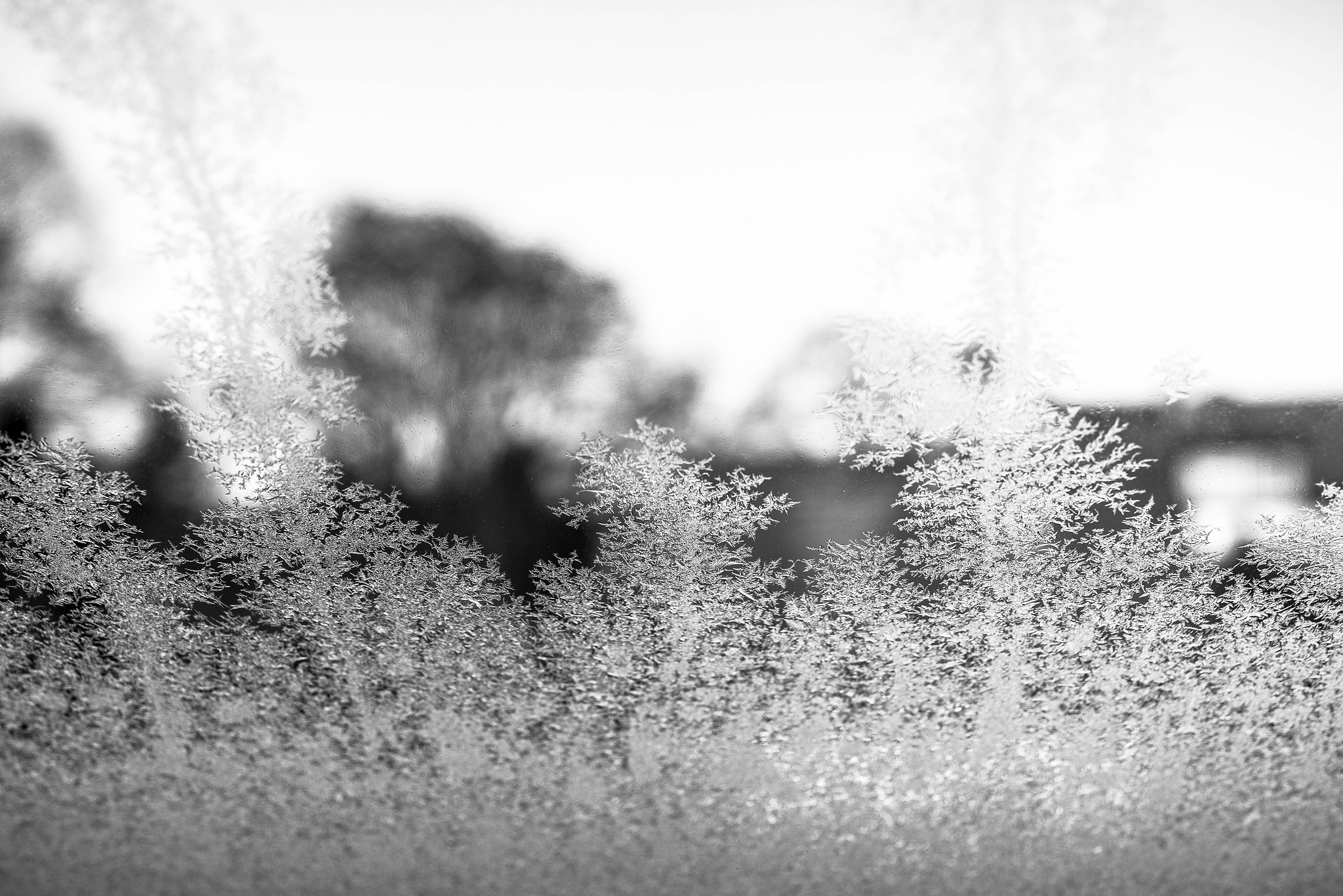 Sony Cyber-shot DSC-RX1R + 35mm F2.0 sample photo. Ice flowers photography