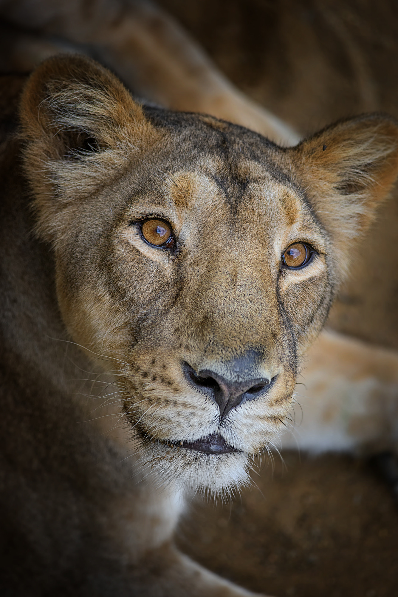 Nikon D610 sample photo. Lioness | zoo prague photography