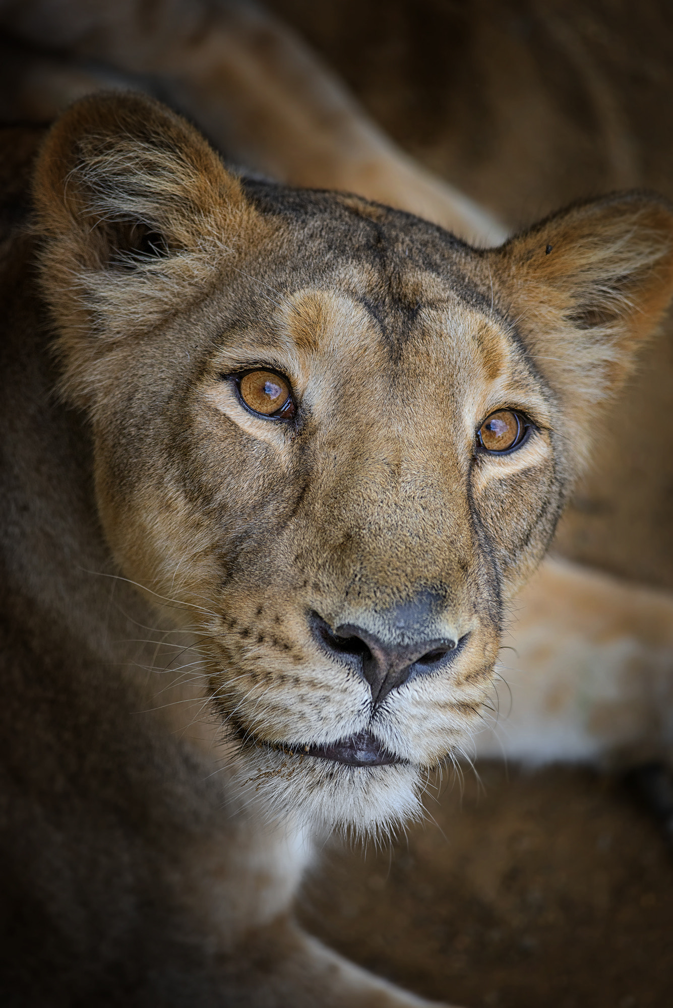 Nikon D610 + Nikon AF-S Nikkor 300mm F4D ED-IF sample photo. Lioness | zoo prague photography