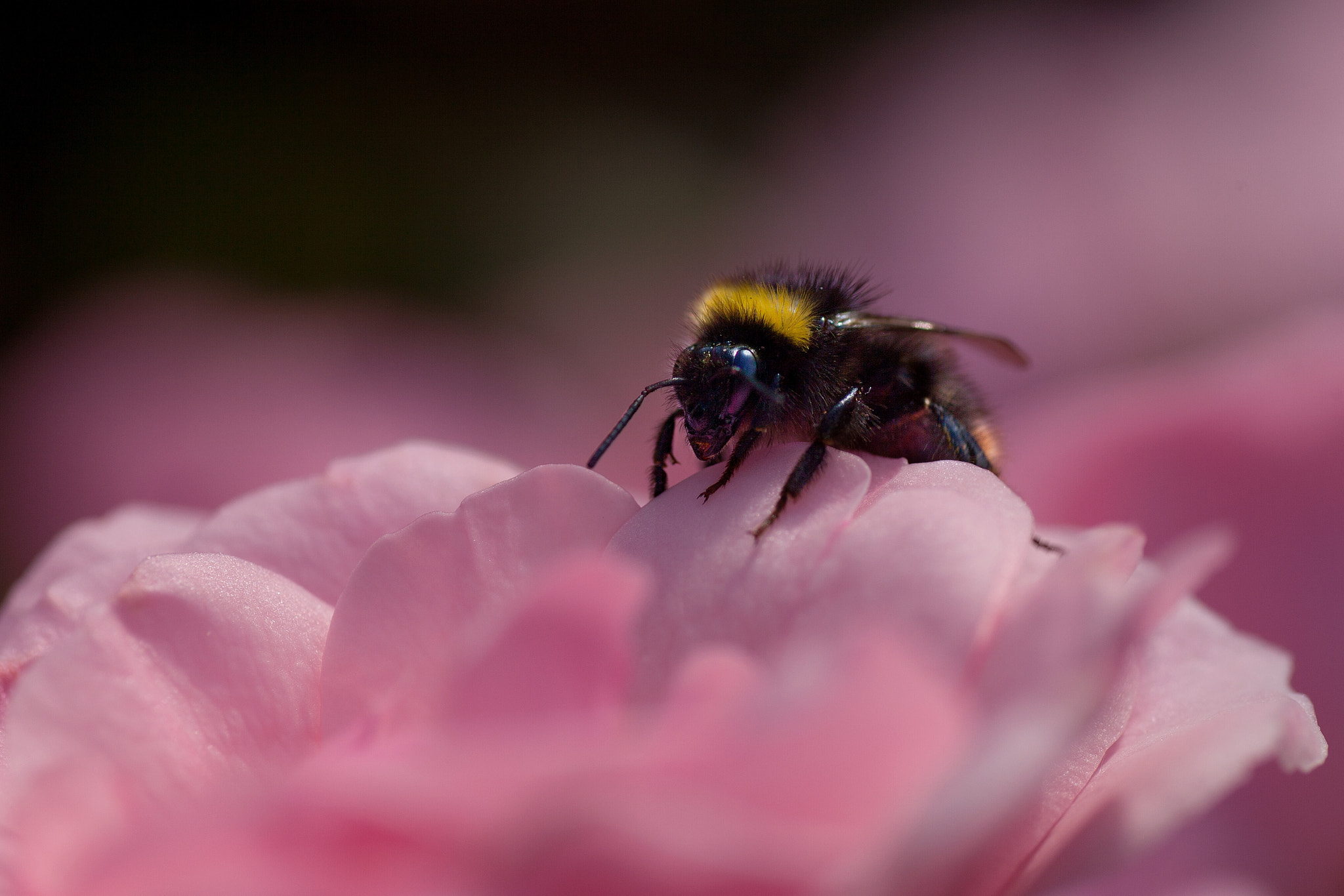 Canon EOS 5D Mark II + Tamron SP AF 90mm F2.8 Di Macro sample photo. Bumblebee photography