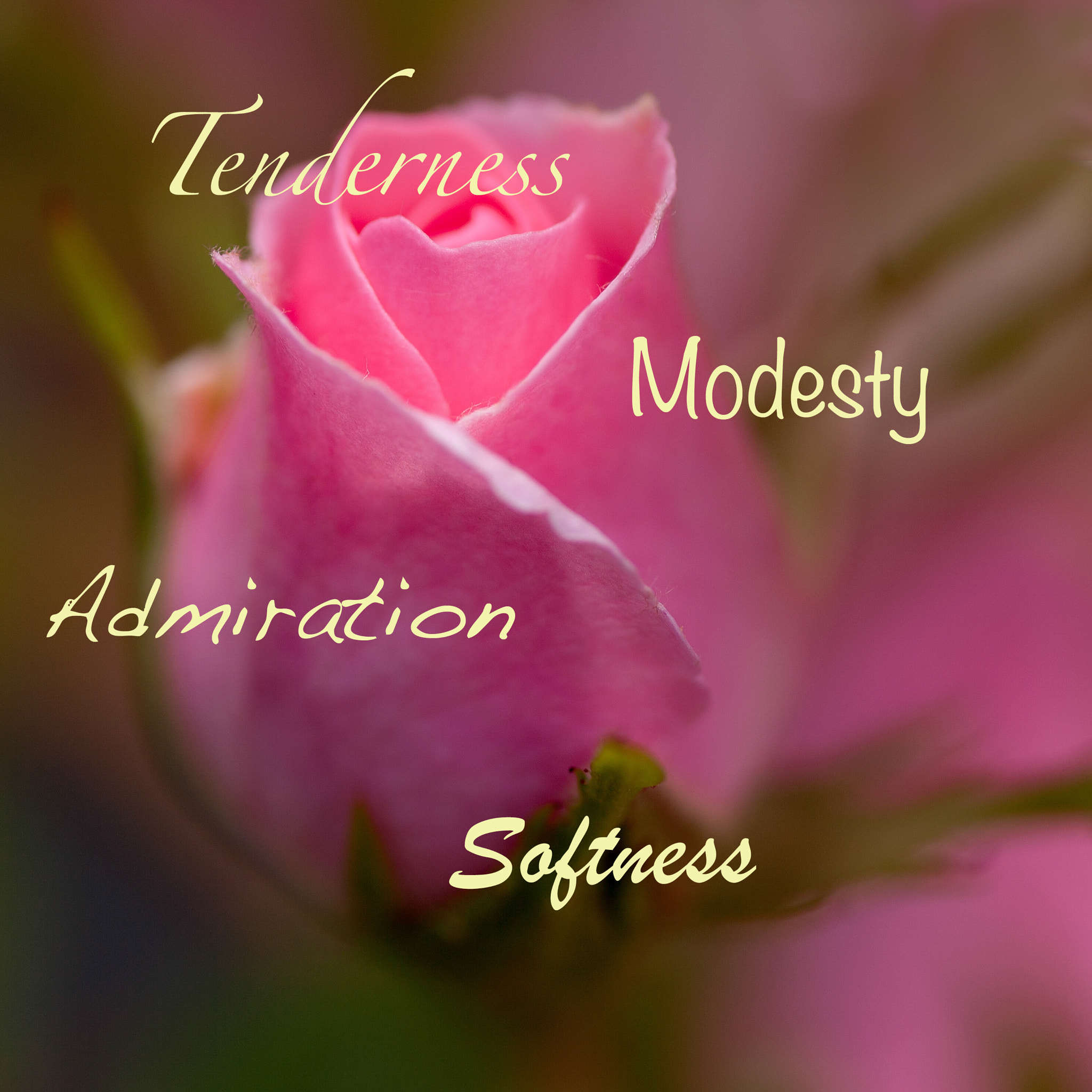 Tamron SP AF 90mm F2.8 Di Macro sample photo. Pink rose photography