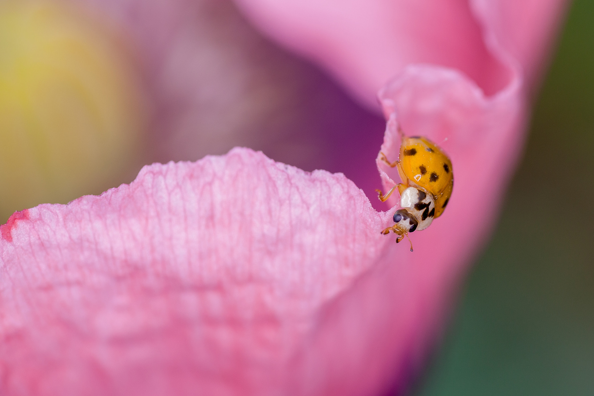 Canon EOS 5D Mark II + Tamron SP AF 90mm F2.8 Di Macro sample photo. Ladybug photography