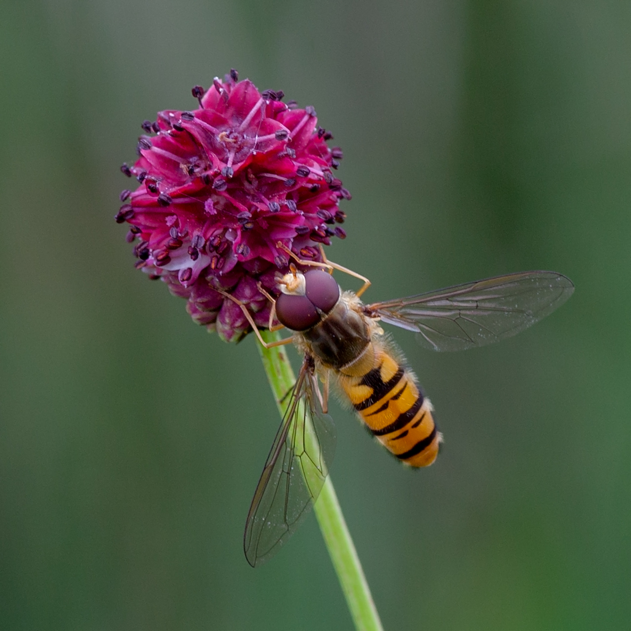 Canon EOS 5D Mark II + Tamron SP AF 90mm F2.8 Di Macro sample photo. Pimpernel photography