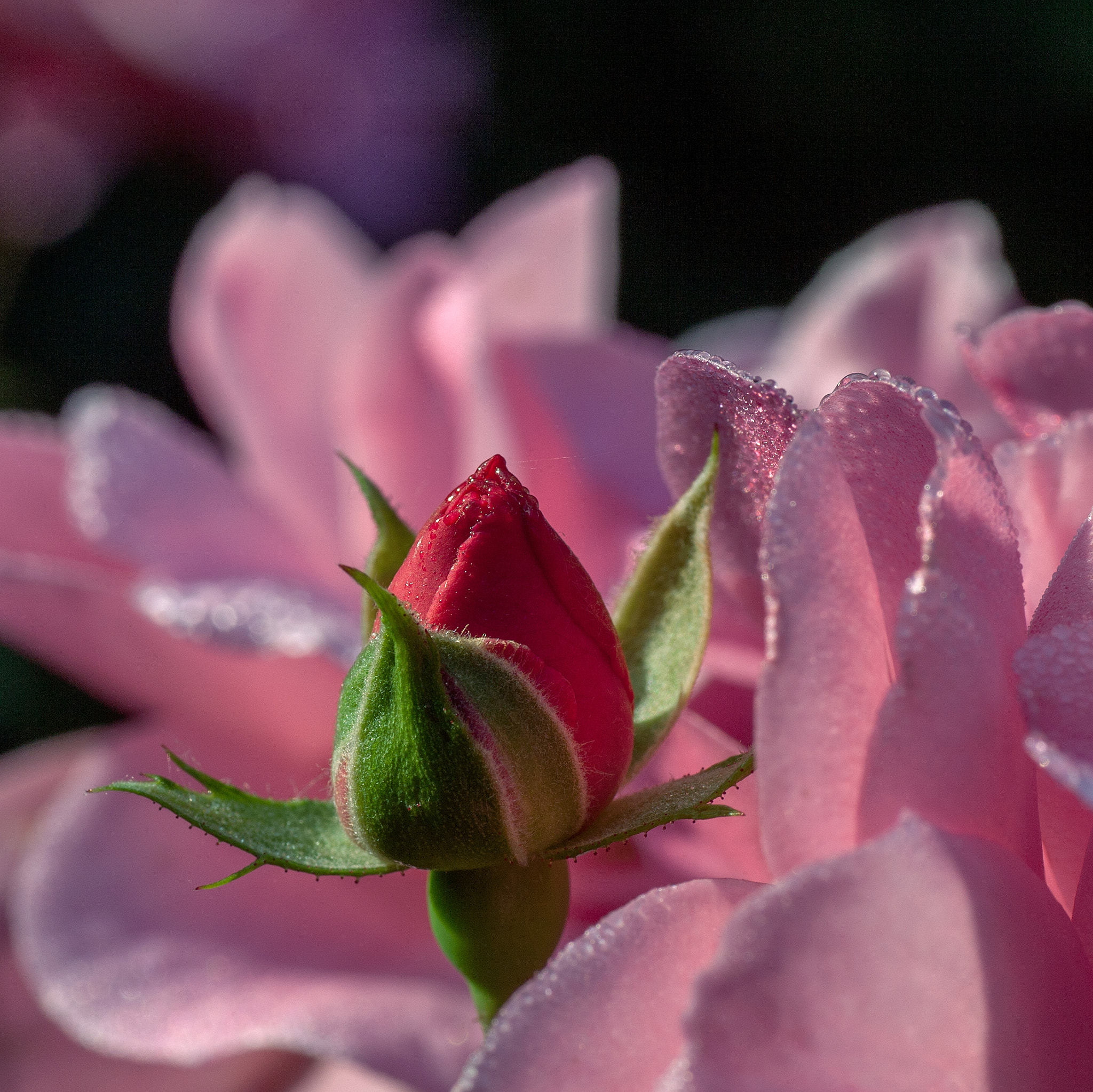 Canon EOS 5D Mark II + Tamron SP AF 90mm F2.8 Di Macro sample photo. Rose with dew photography