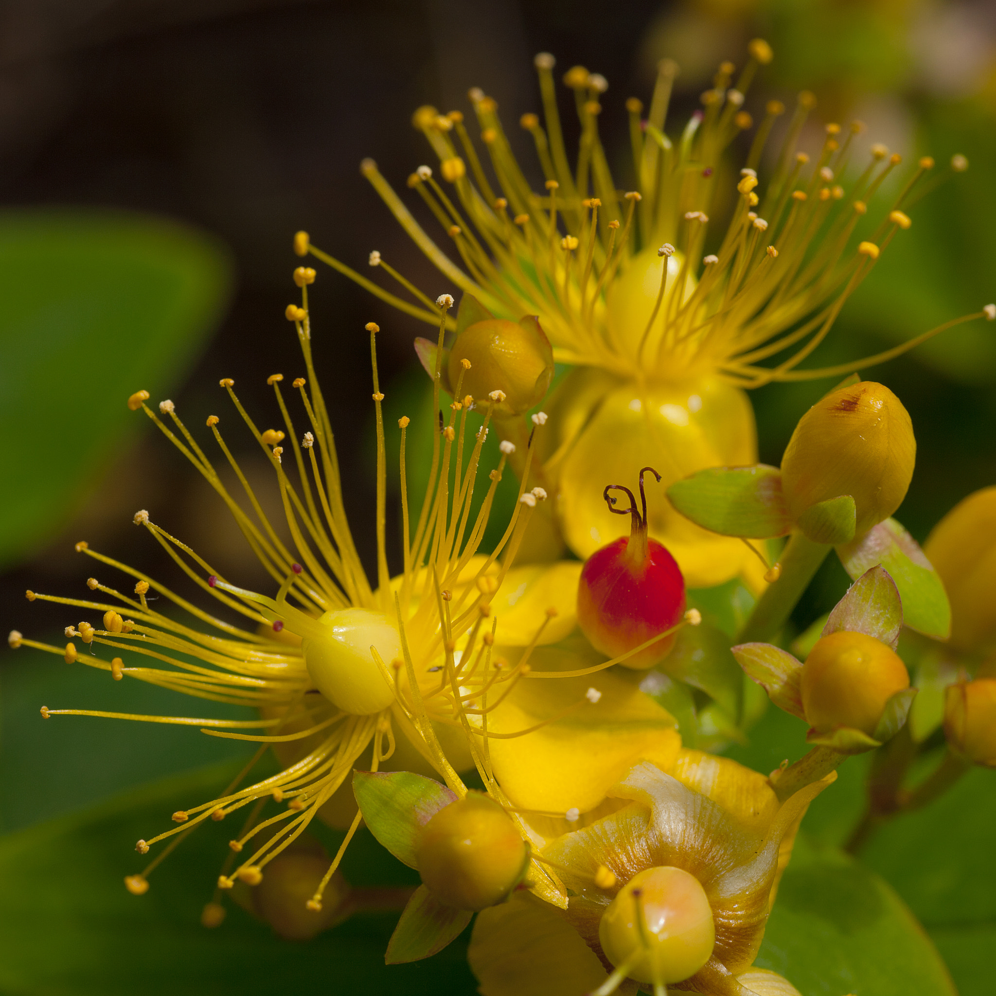 Canon EOS 5D Mark II + Tamron SP AF 90mm F2.8 Di Macro sample photo. Composition in yellow photography