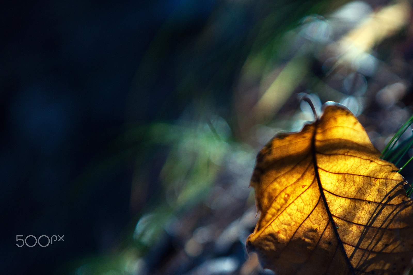 Minolta/Sony AF 70-200mm F2.8 G sample photo. Leaf and colours photography