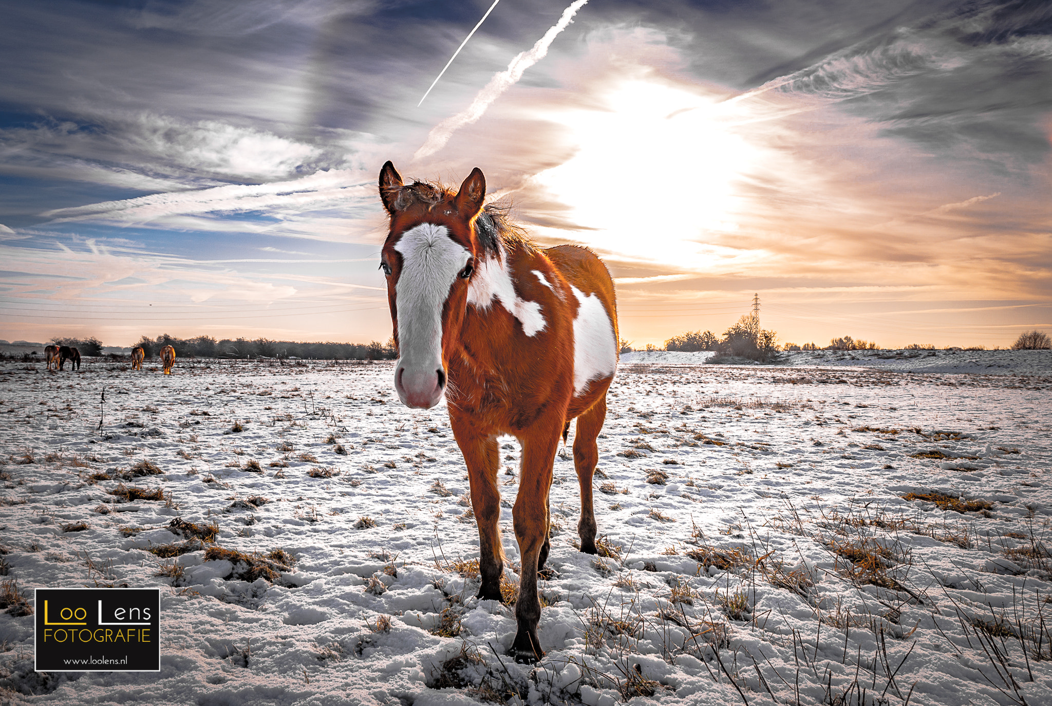Samsung NX1 sample photo. A horse is a horse of course of course photography