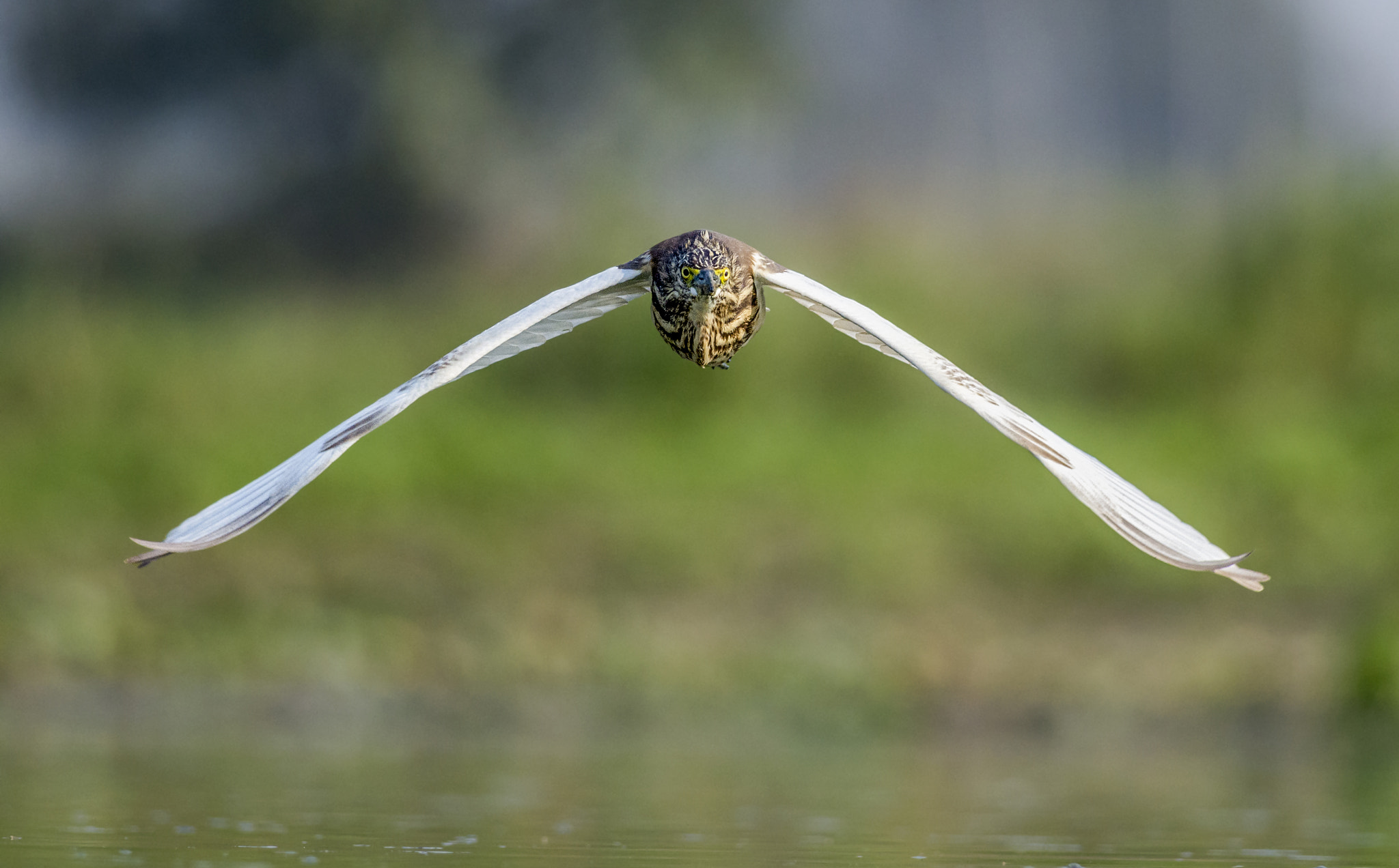 Nikon D7200 + Nikon AF-S Nikkor 300mm F4D ED-IF sample photo. Heron in flight photography