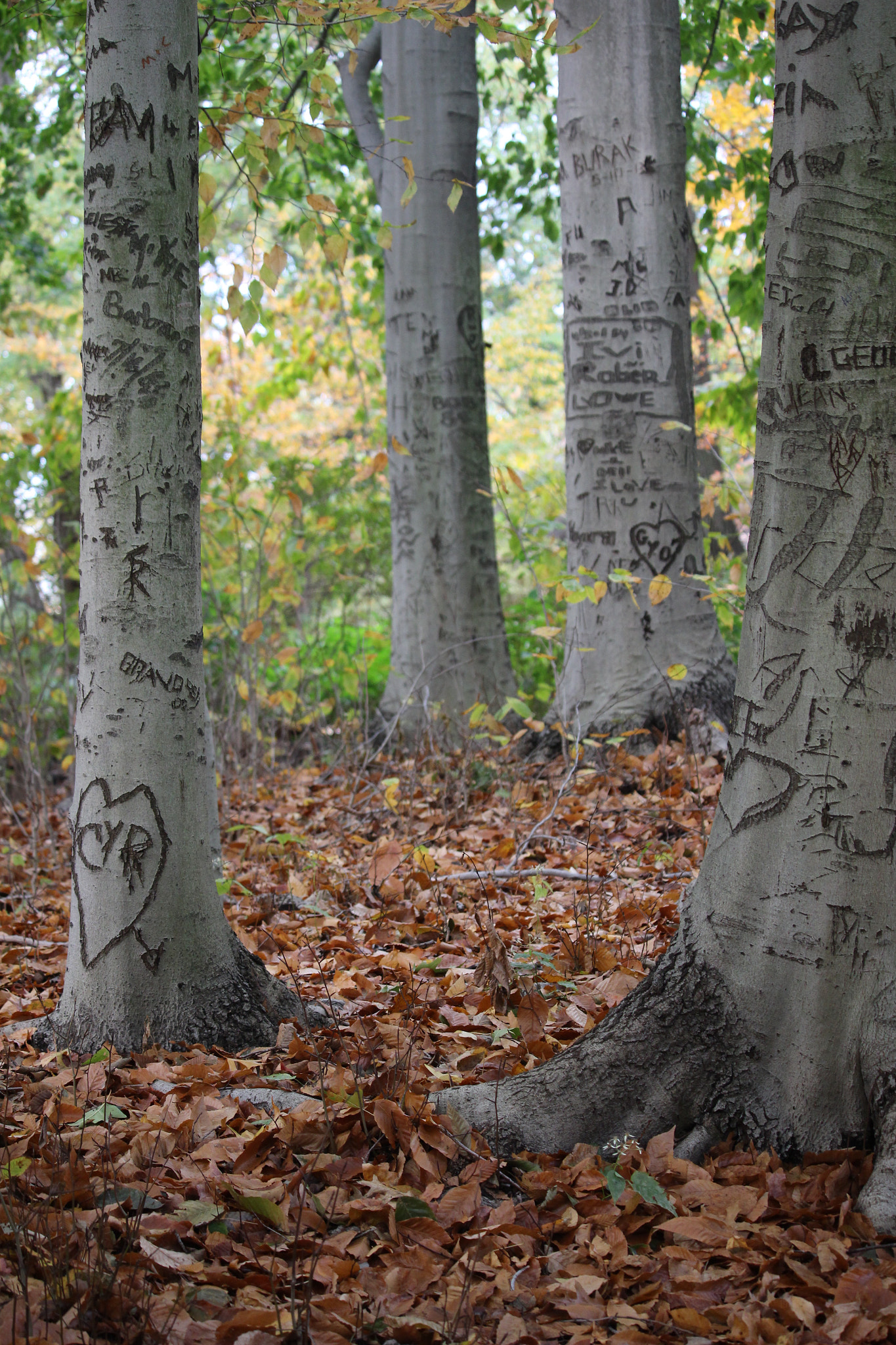 Canon EOS 100D (EOS Rebel SL1 / EOS Kiss X7) sample photo. Novoa photography