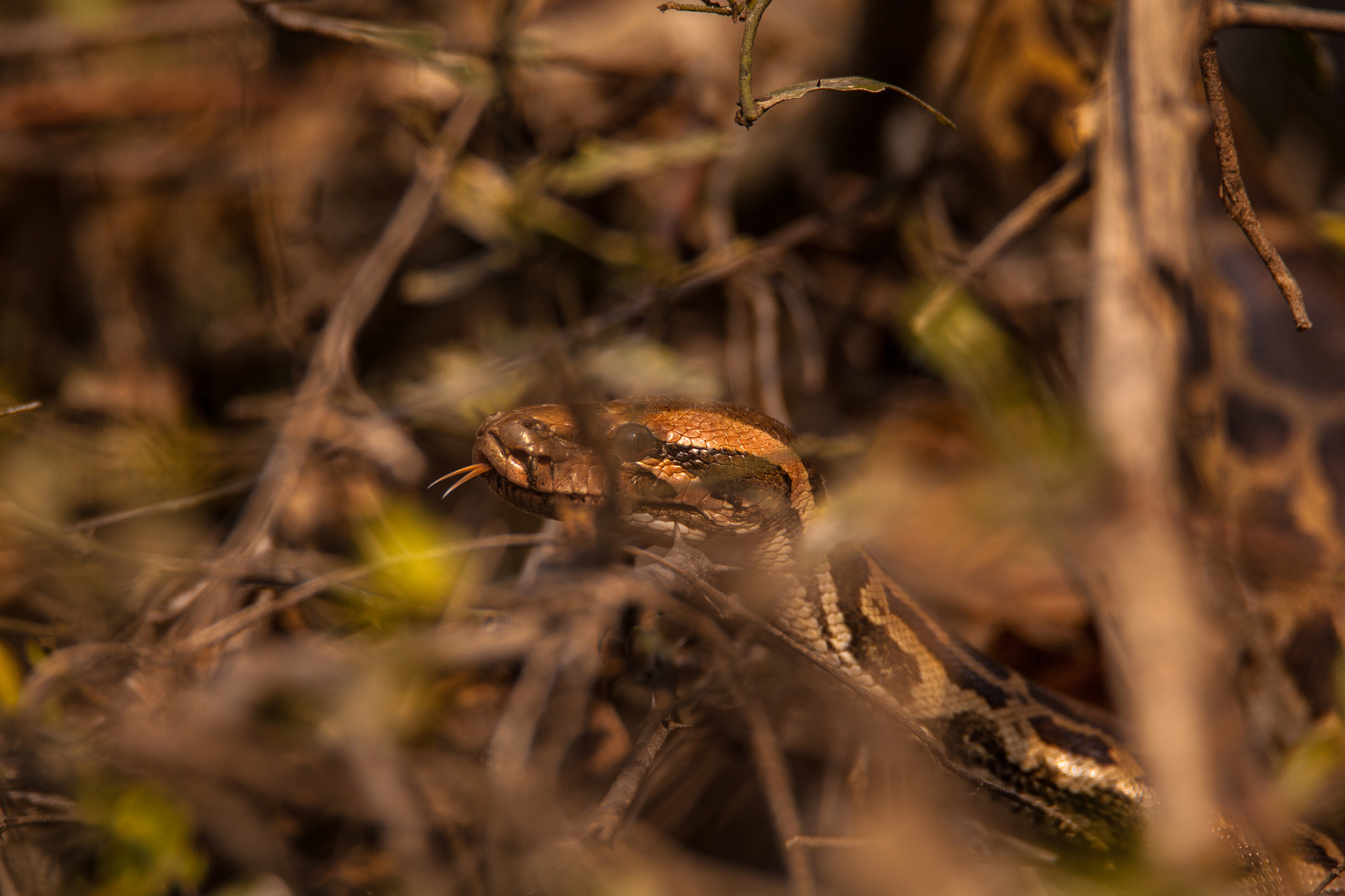 Tamron SP 150-600mm F5-6.3 Di VC USD sample photo. Python:sealed with a kiss photography