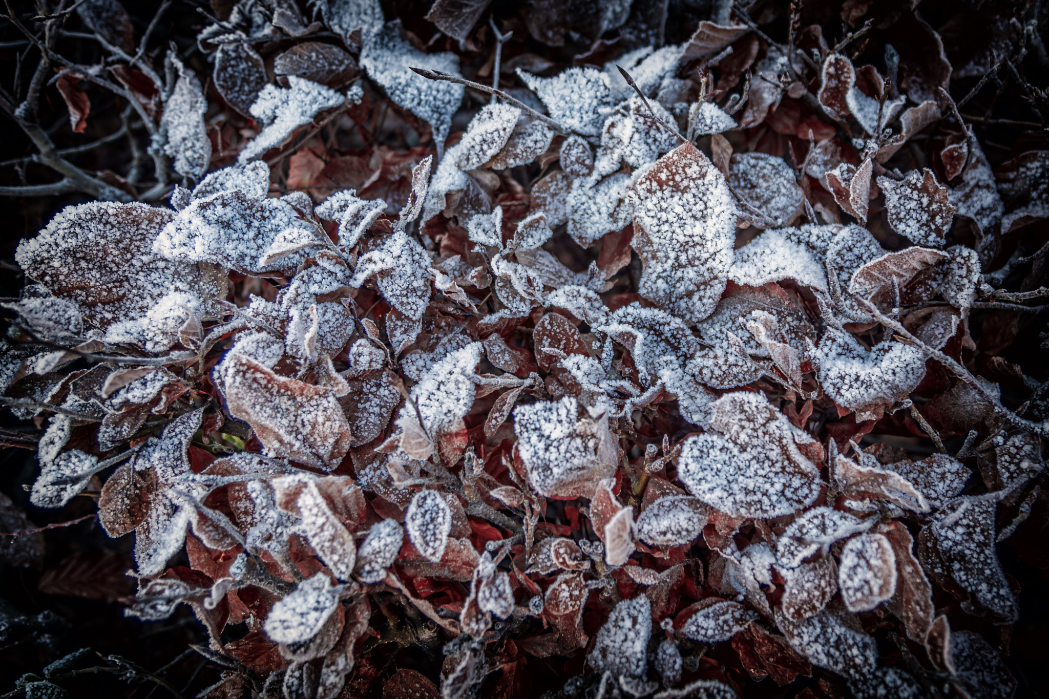 Nikon D7200 + Tamron SP AF 17-50mm F2.8 XR Di II LD Aspherical (IF) sample photo. Frozen leaves photography