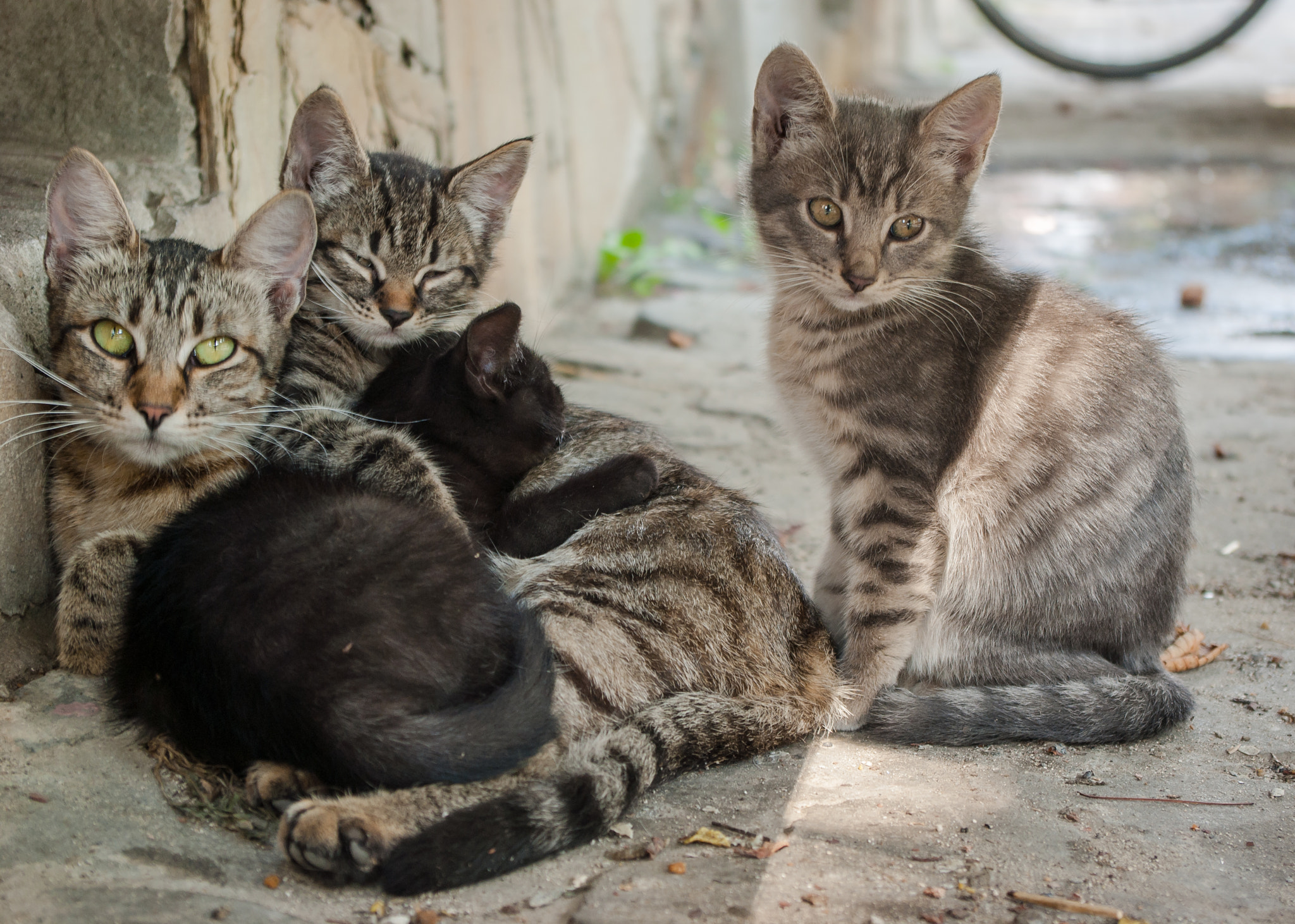 Pentax smc DA 18-55mm F3.5-5.6 ED AL II (IF) sample photo. Alley cats photography