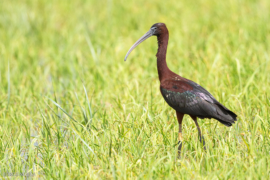Canon EF 500mm F4L IS II USM sample photo. Morito común (plegadis falcinellus). photography