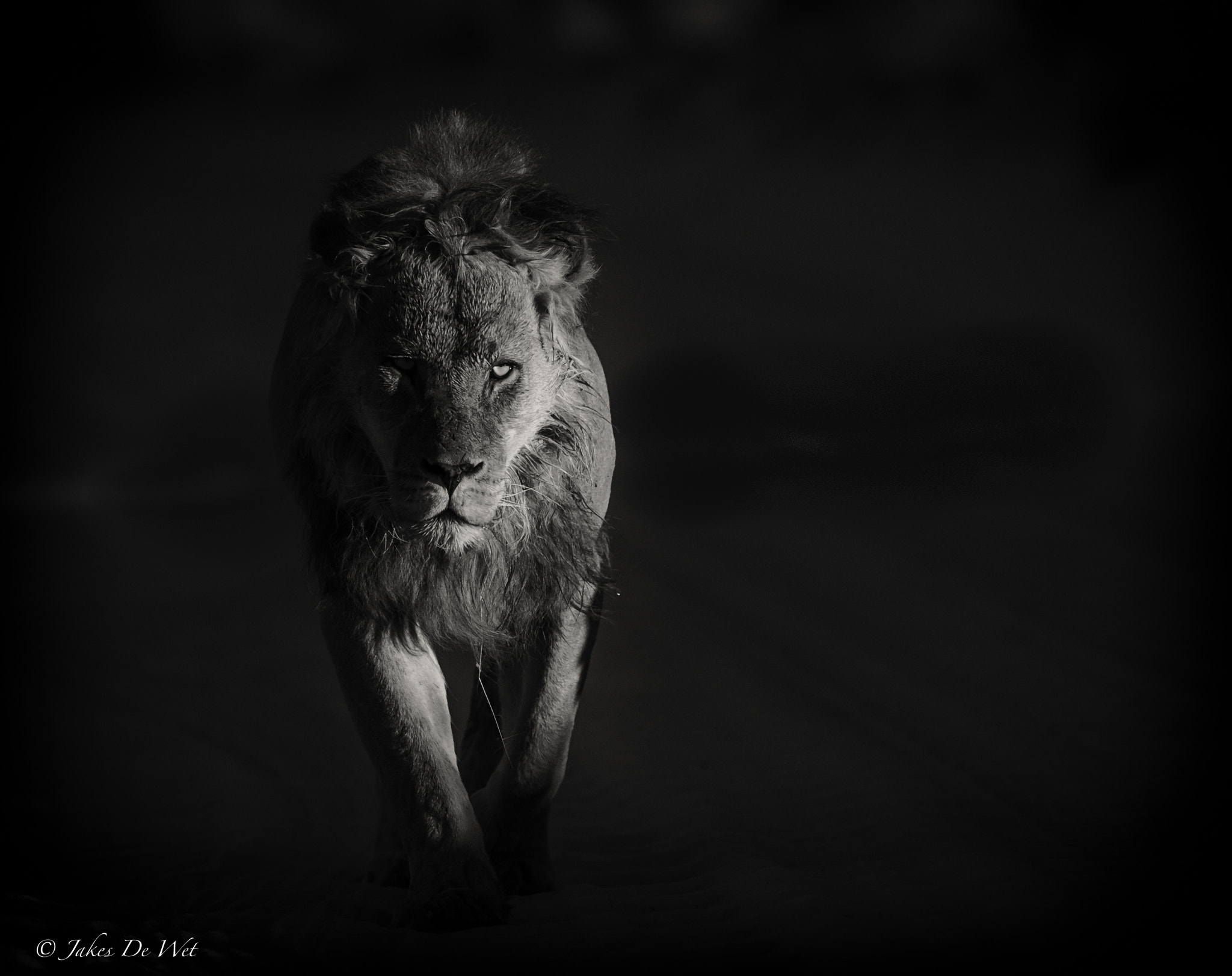 Nikon AF-S Nikkor 300mm F2.8G ED VR II sample photo. Stalking in the dark photography
