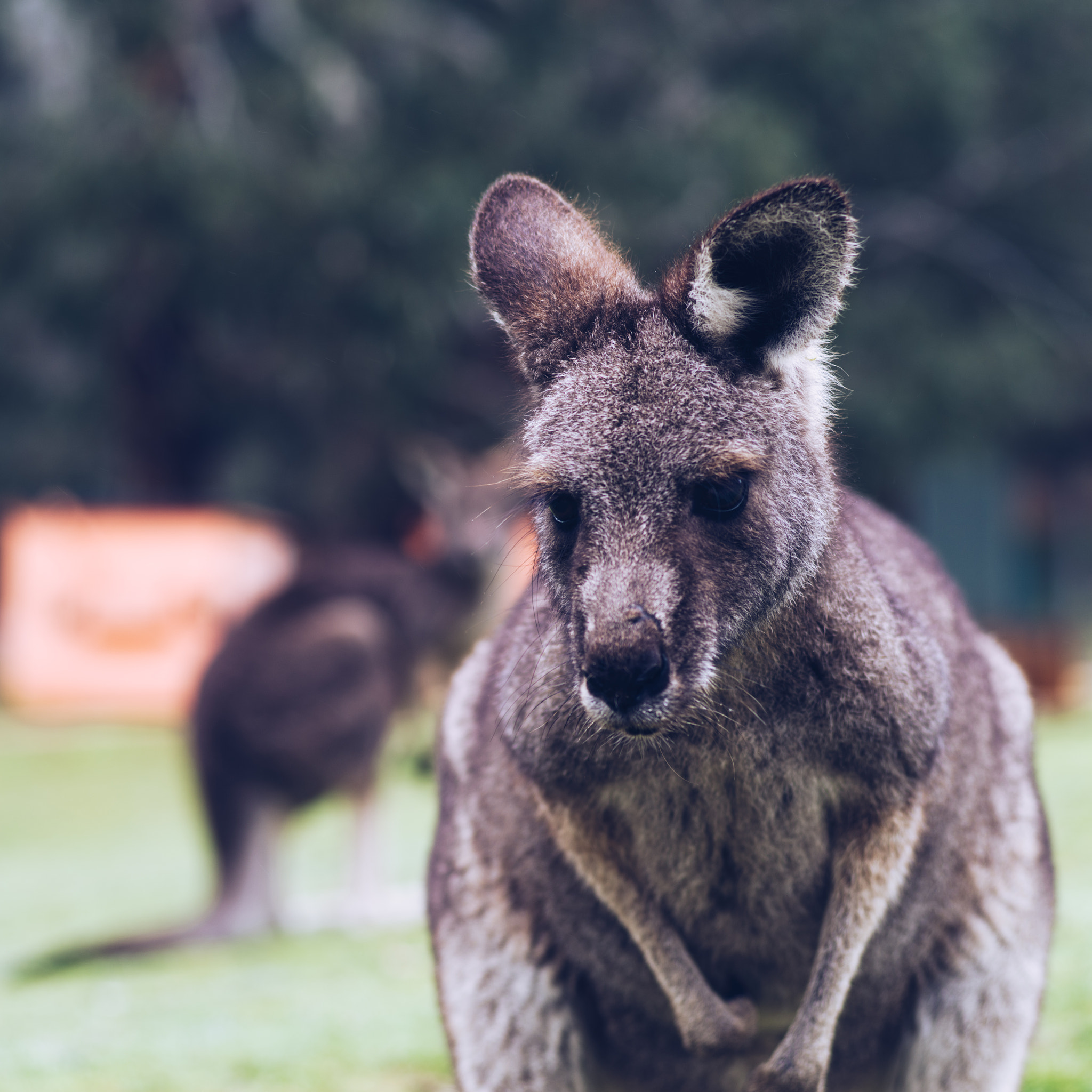 Pentax smc FA 77mm 1.8 Limited sample photo. Kangaroo photography