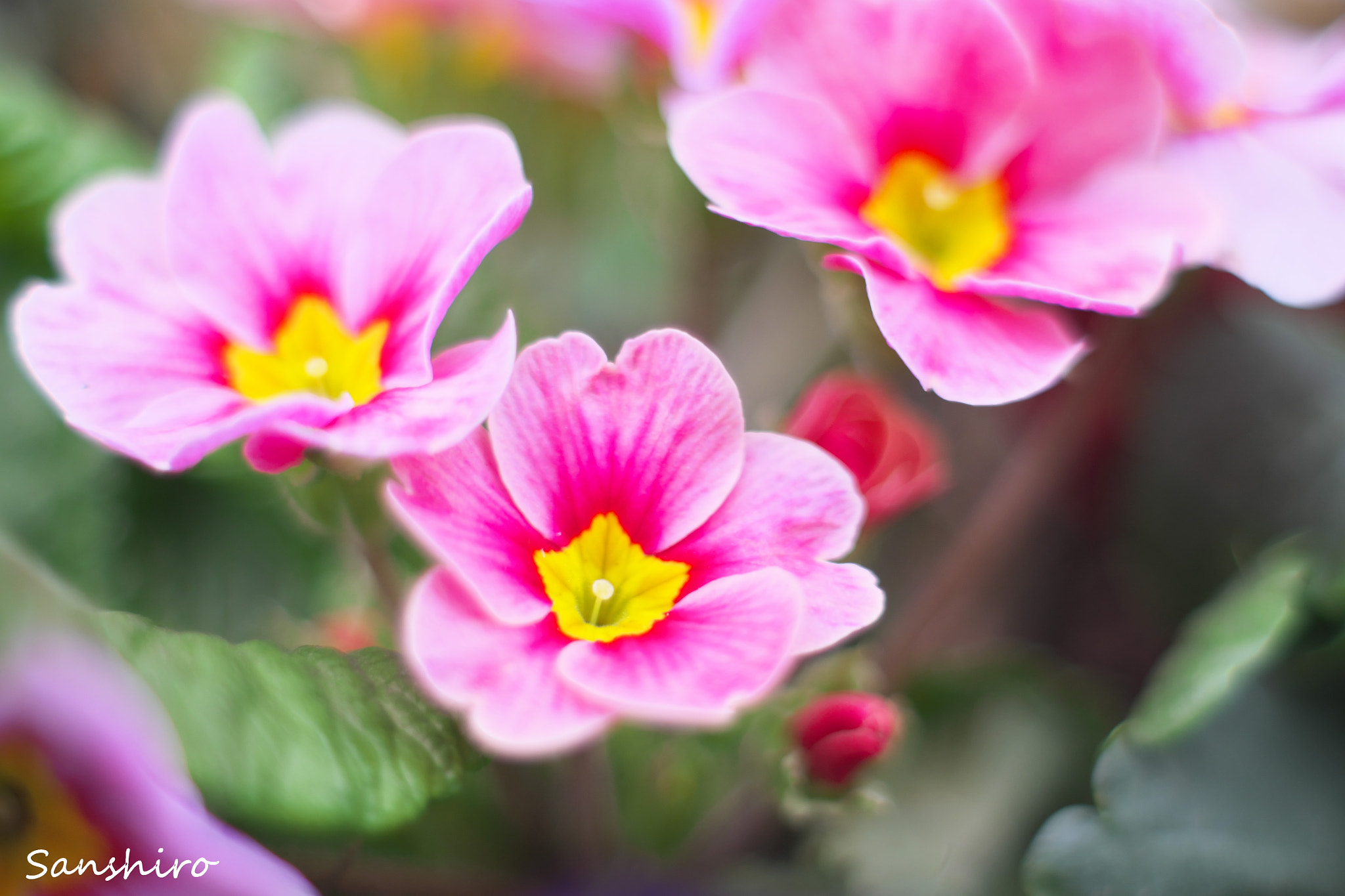 Fujifilm X-M1 sample photo. Untitled photography