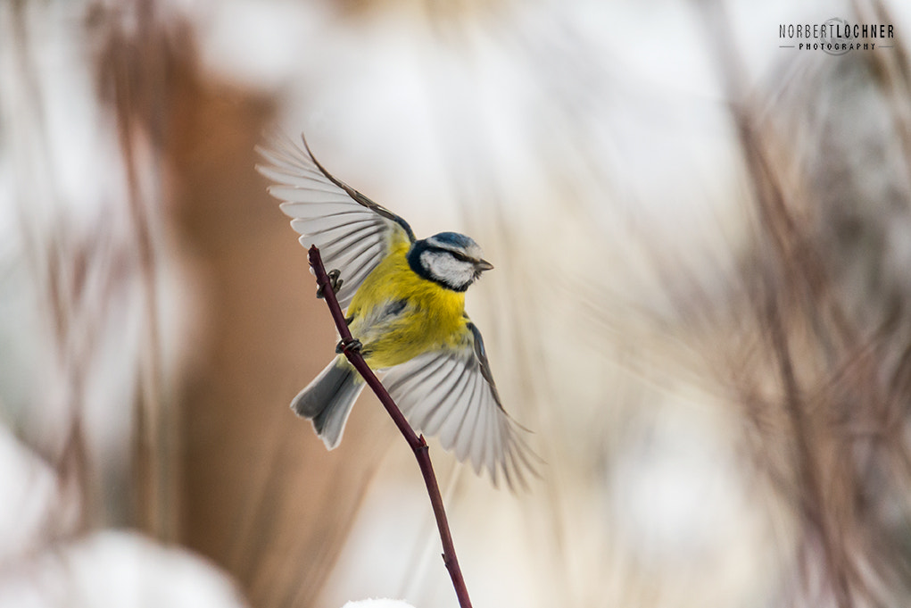 Nikon D800 sample photo. Blaumeise photography