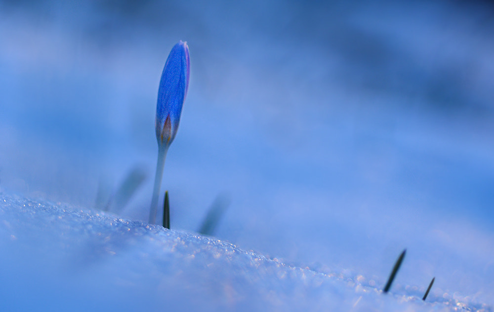 Nikon D7100 + Nikon AF Micro-Nikkor 60mm F2.8D sample photo. Kardelen photography