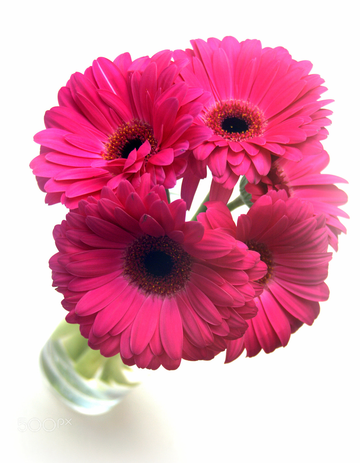 Nikon D3000 sample photo. Pink gerber daisies photography