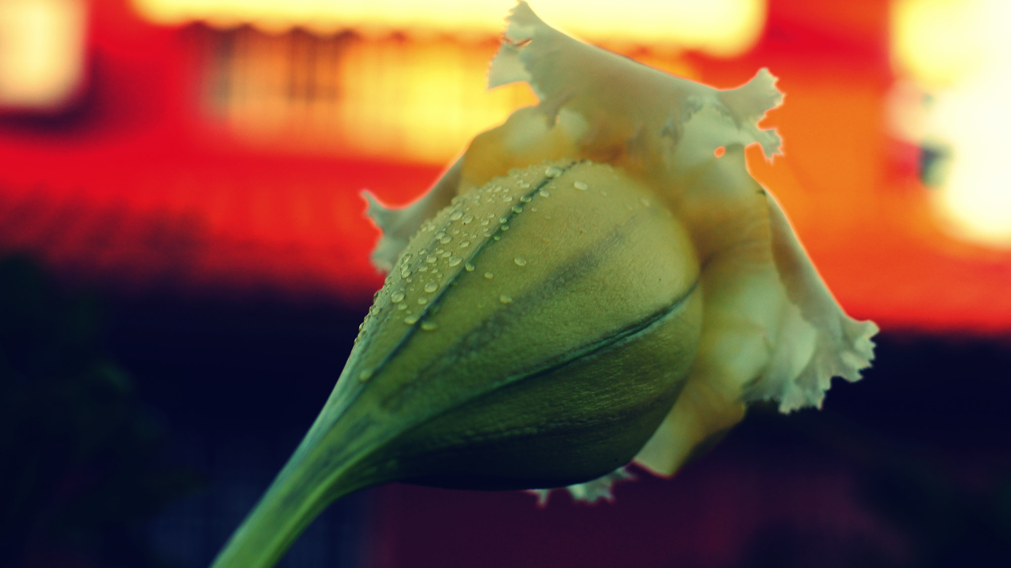 Sony SLT-A55 (SLT-A55V) sample photo. Morning dew photography