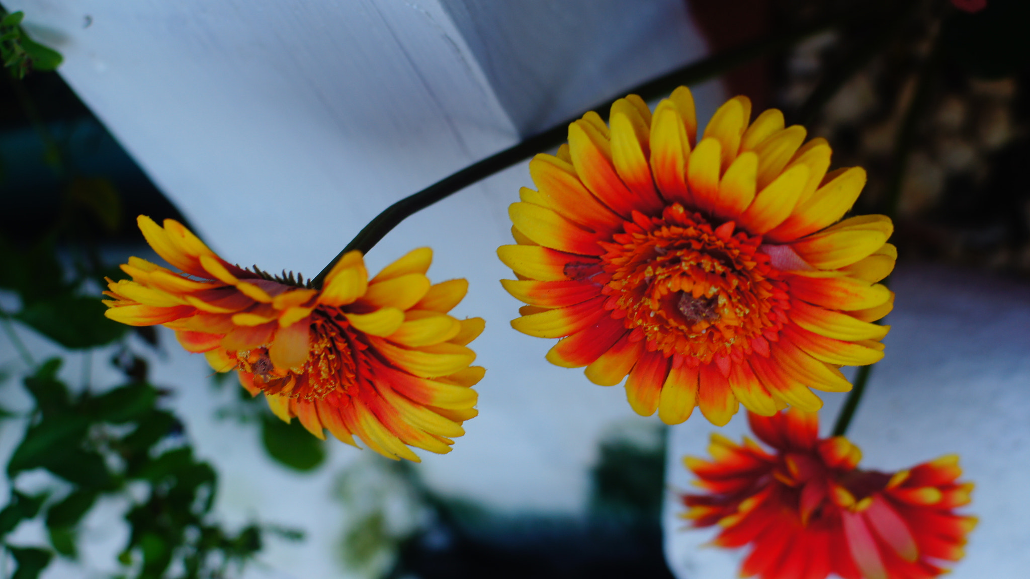 Sony 50mm F1.4 sample photo. You and i photography
