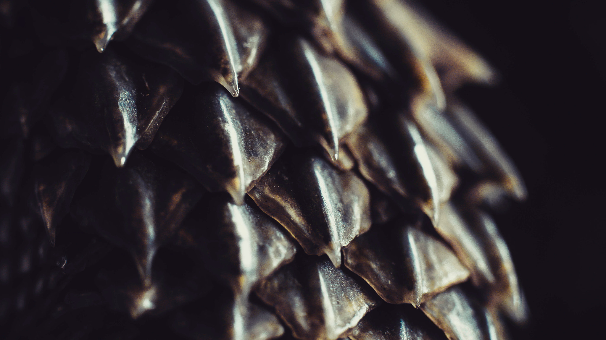 Canon EOS 100D (EOS Rebel SL1 / EOS Kiss X7) sample photo. Dragons scales photography