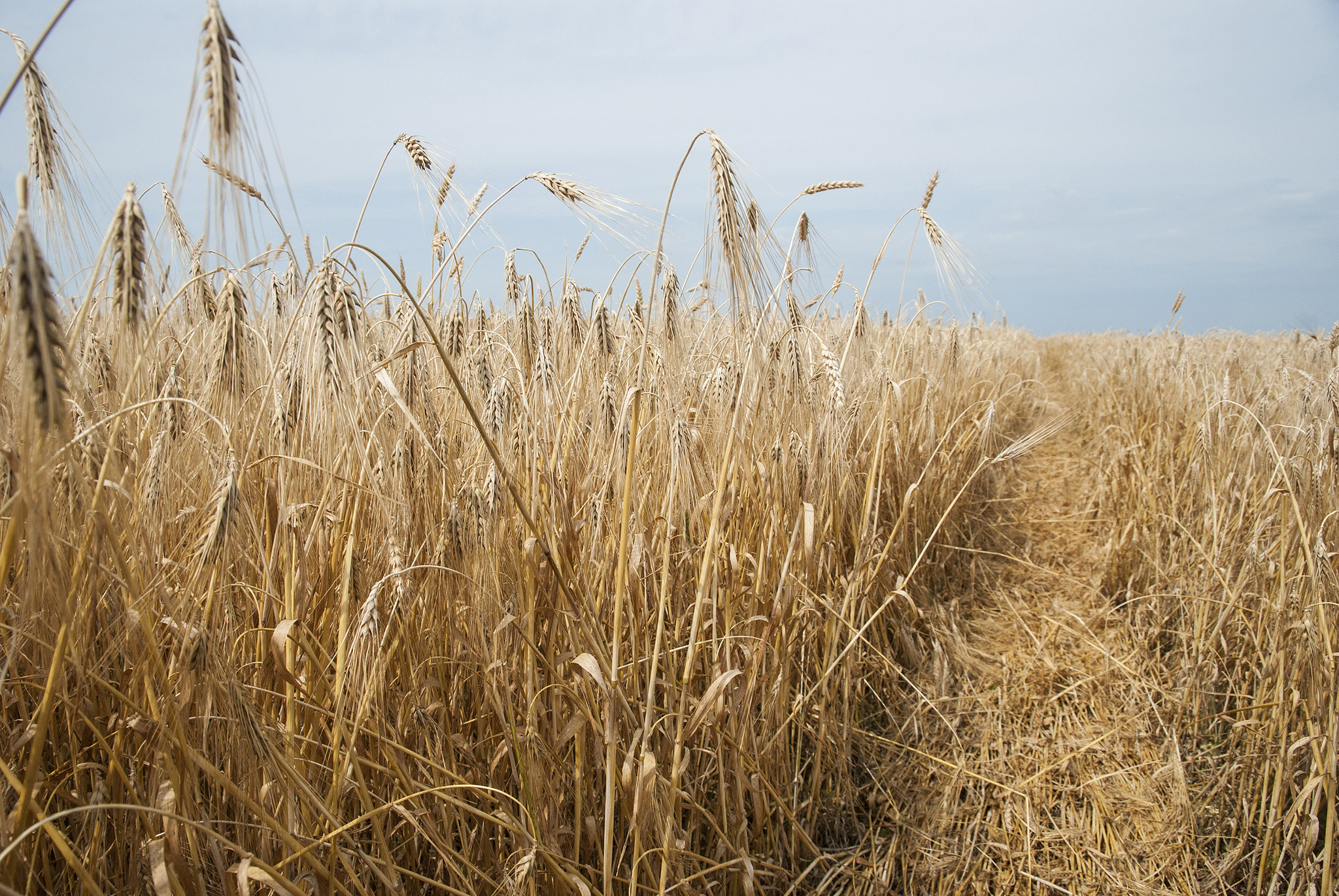 Nikon D80 sample photo. Wheat golden field photography