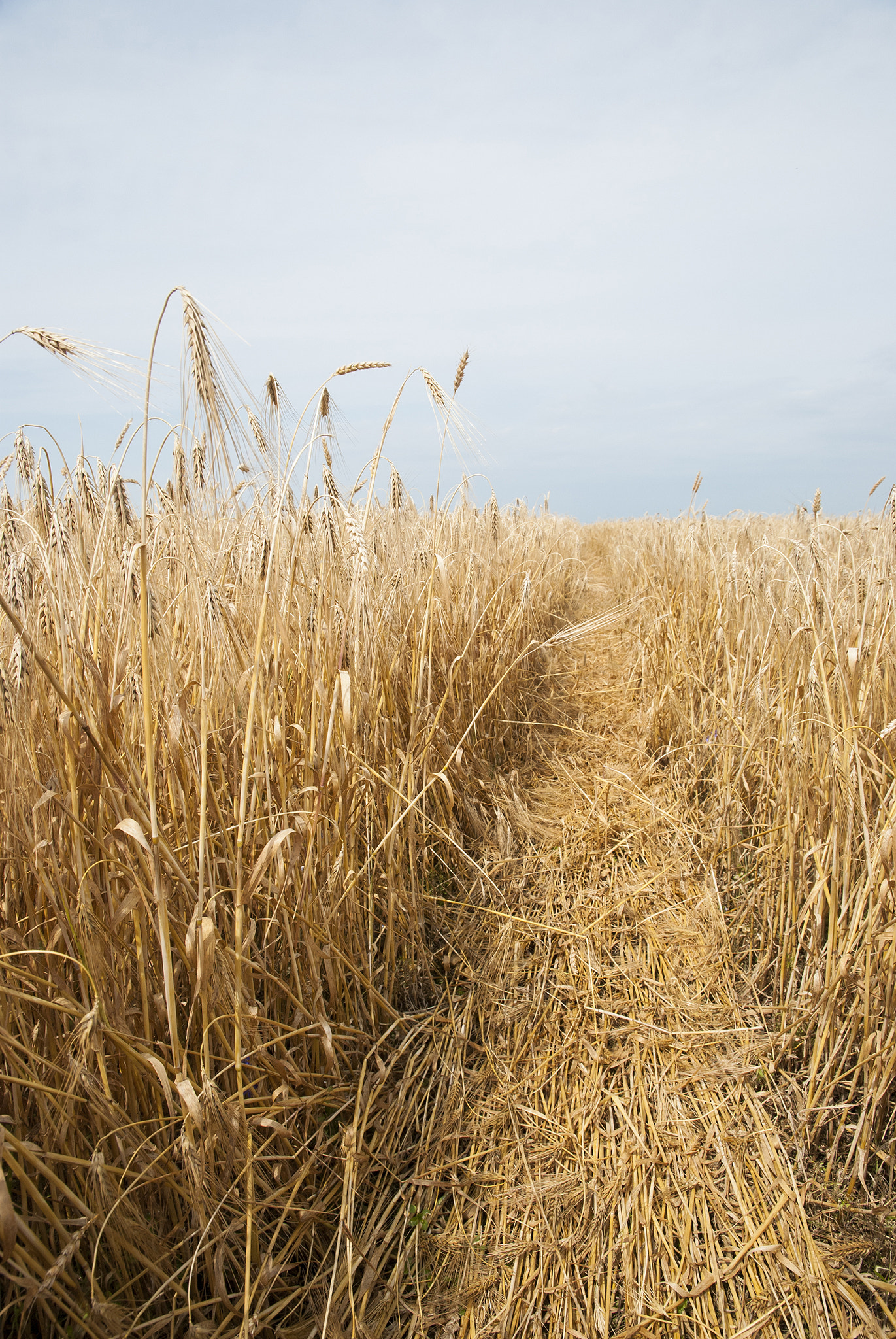 Nikon D80 sample photo. Wheat golden field photography