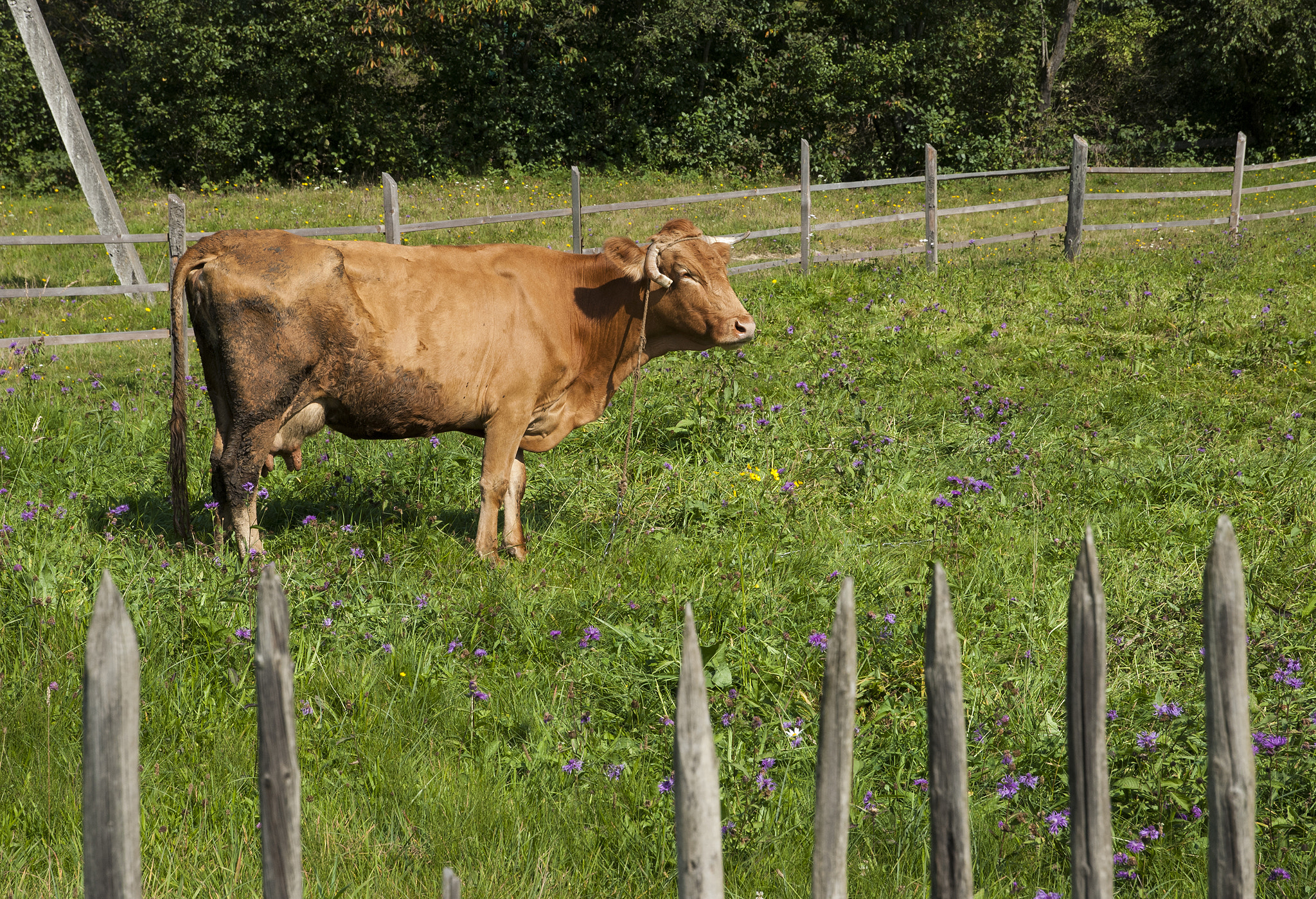 Nikon D80 + Nikon AF-S DX Nikkor 16-85mm F3.5-5.6G ED VR sample photo. Cow grazing on meadow photography
