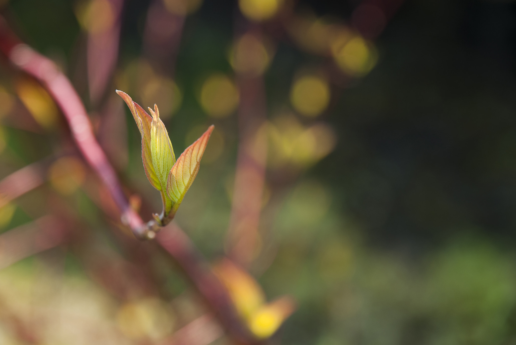 Nikon D80 sample photo. Spring young tree leaves photography