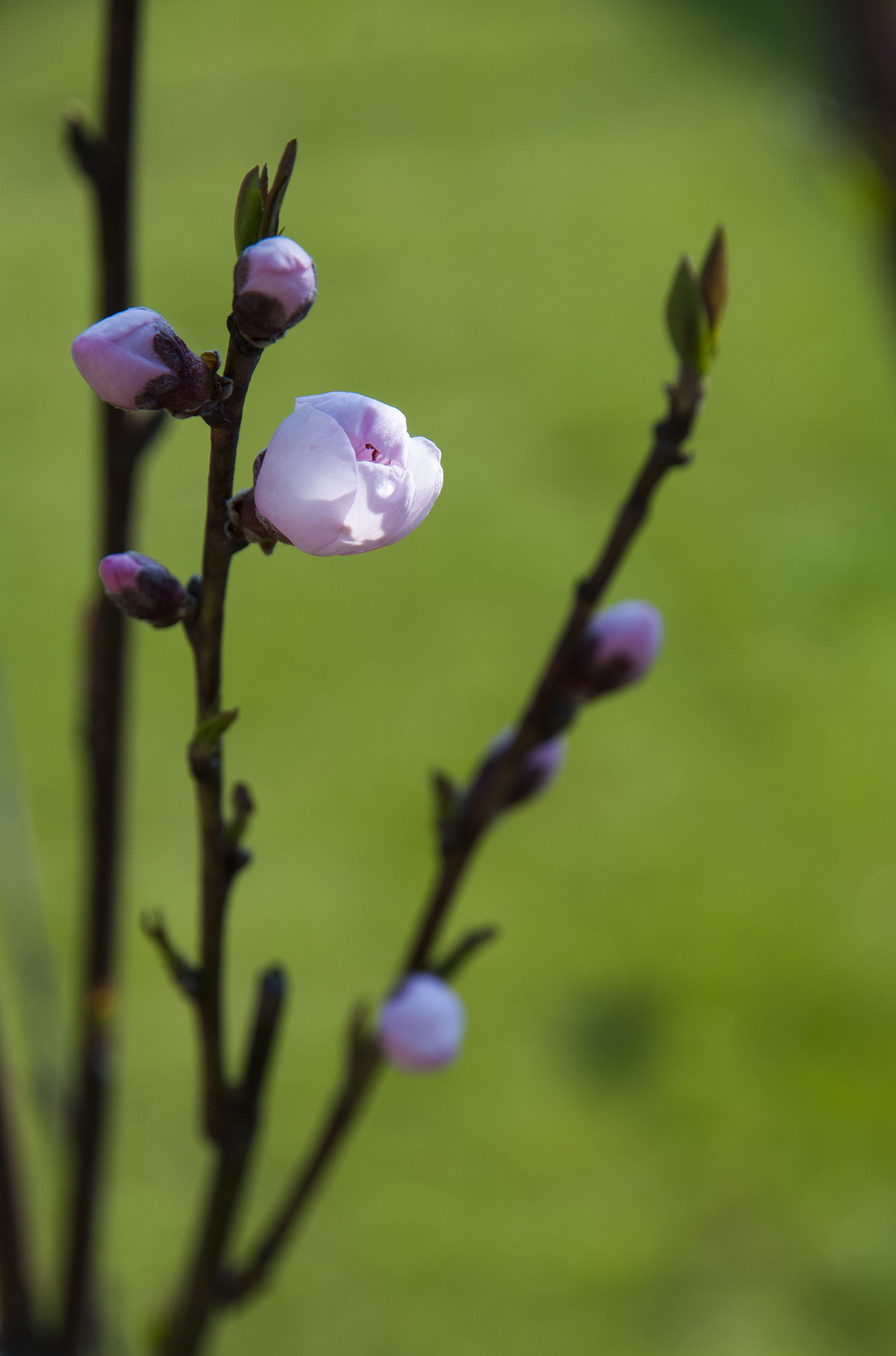 Nikon D80 sample photo. Peach blossom. tree branch with peach buds and flowers on green photography