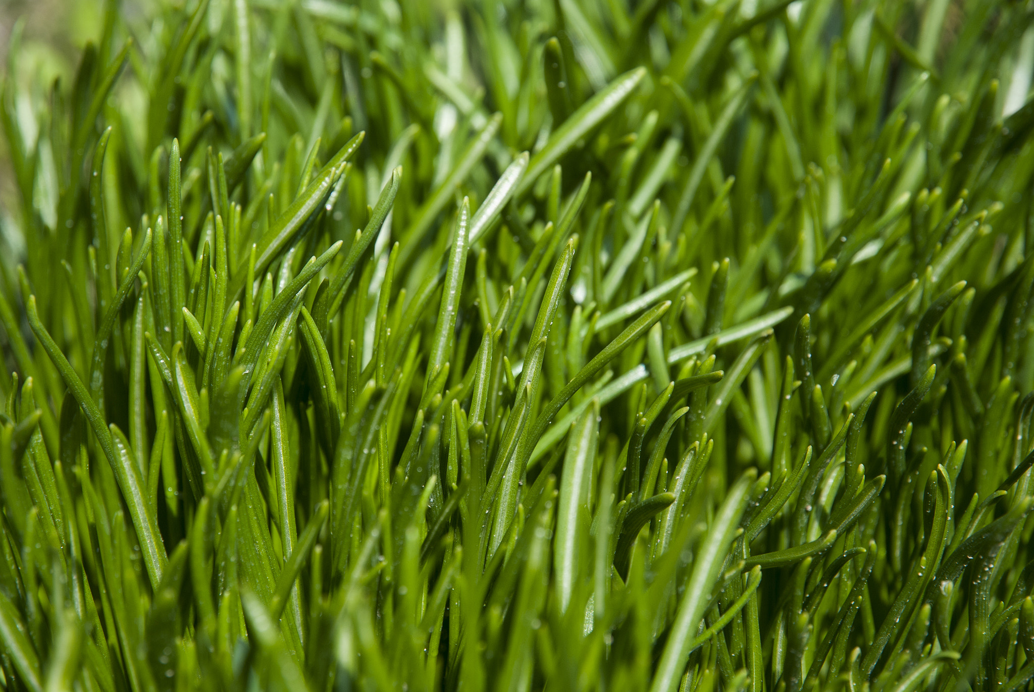 Nikon D80 sample photo. Green grass close up. young green sprout photography