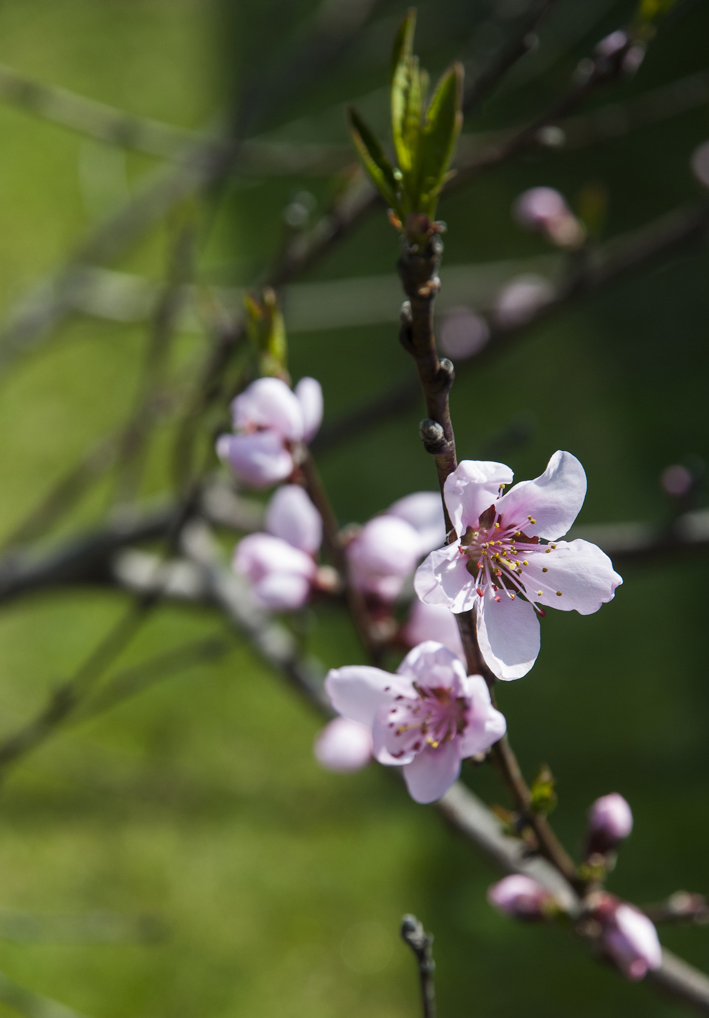 Nikon D80 sample photo. Peach blossom. tree branch with peach buds and flowers on green photography