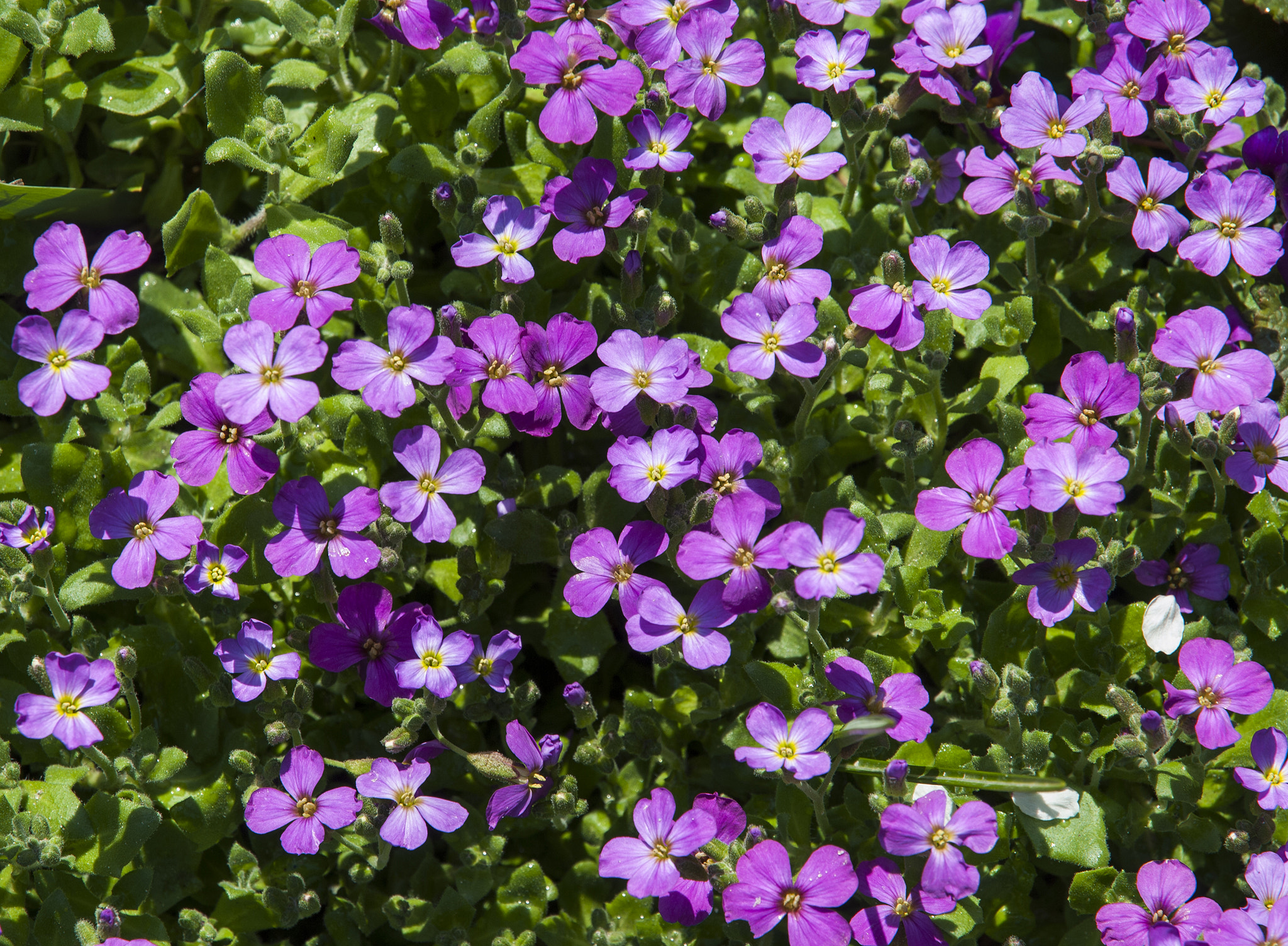 Nikon D80 sample photo. Small violet flowers photography