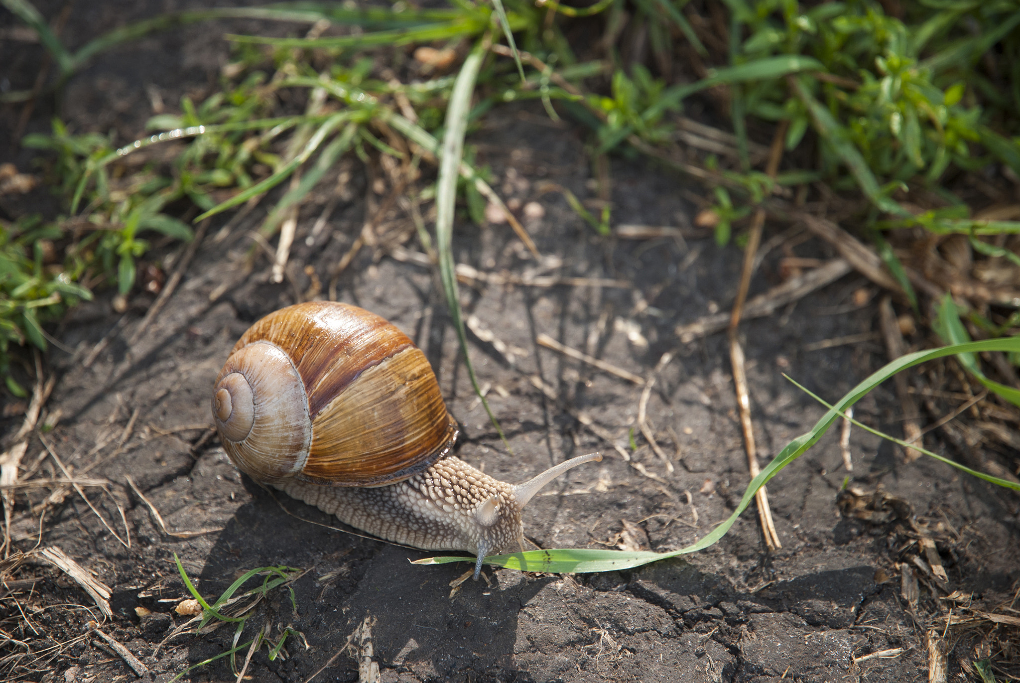 Nikon D80 sample photo. Big snail creeping on a ground photography