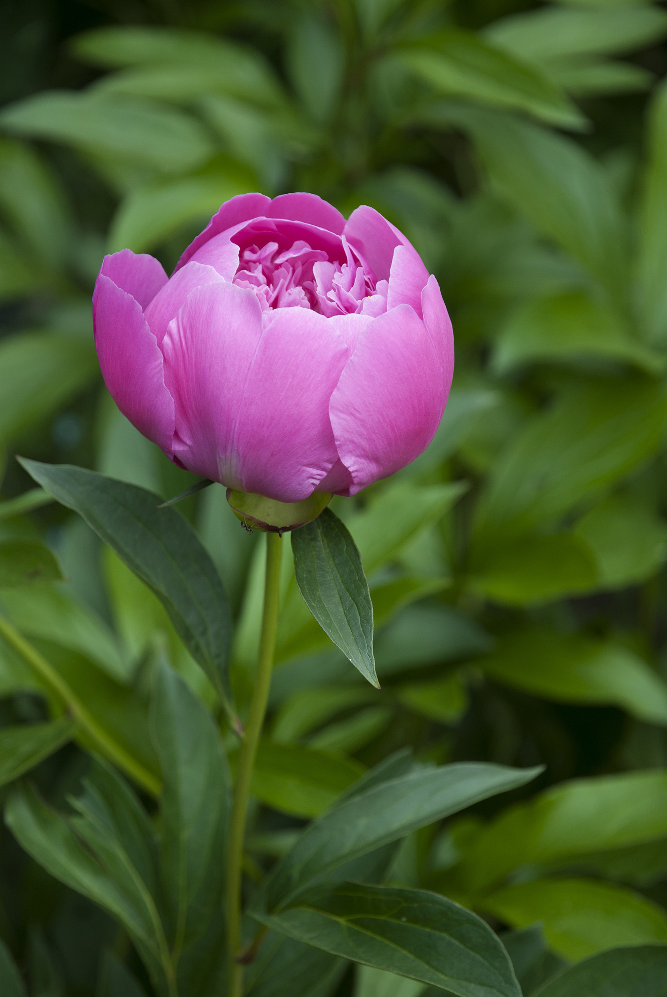 Nikon D80 sample photo. Pink peony flower photography