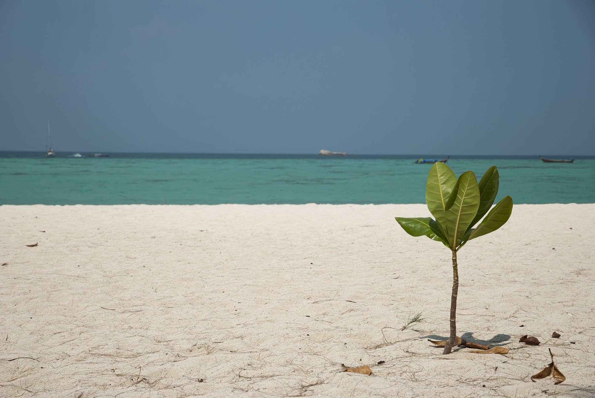 Nikon D80 sample photo. Beach with single small tree and the sea photography