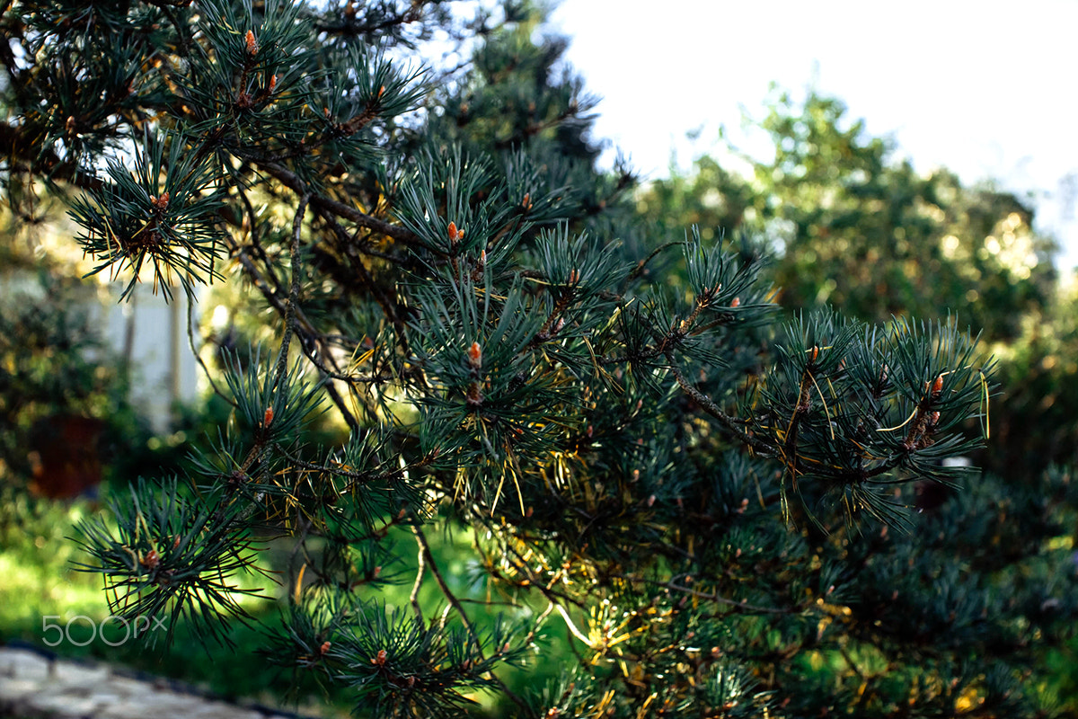Sigma 30mm F1.4 EX DC HSM sample photo. Nature photography