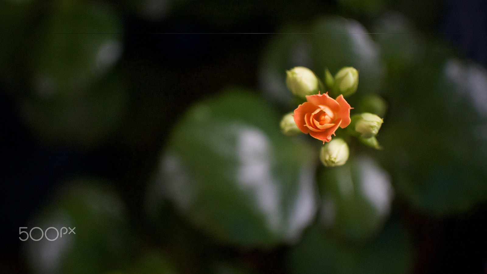 Nikon 1 Nikkor 18.5mm F1.8 sample photo. Blooming kalachoe photography