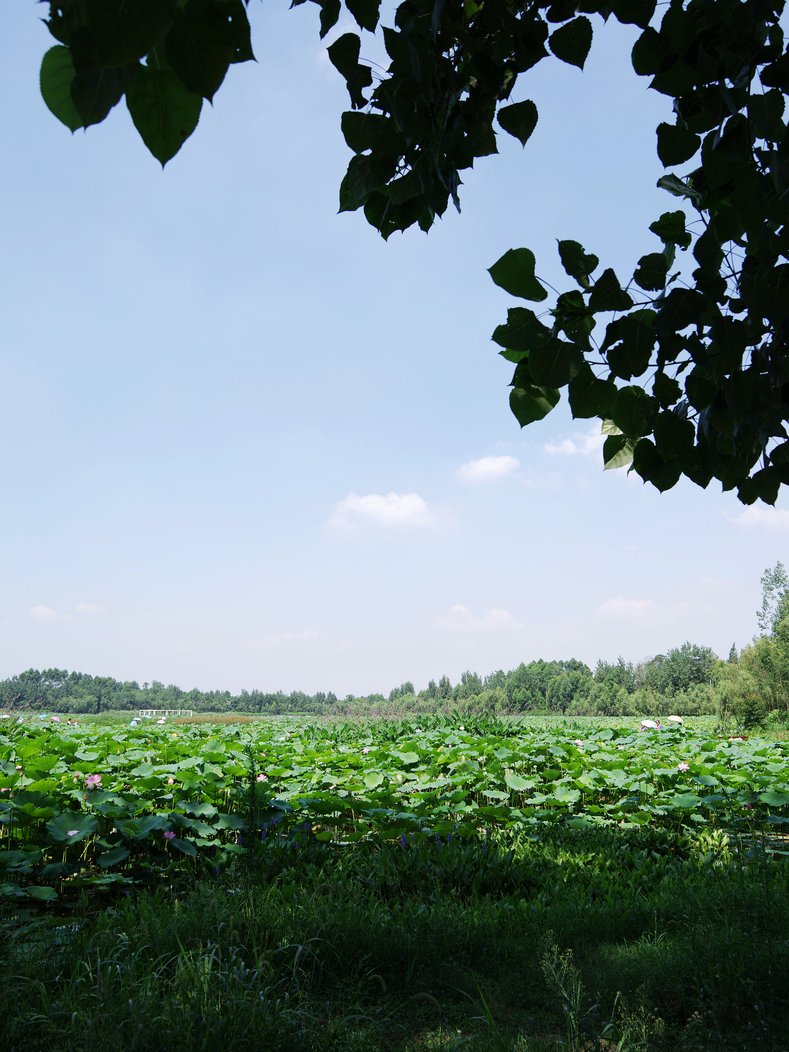 Pentax 645Z + smc PENTAX-FA 645 33-55mm F4.5 AL sample photo. In one corner of lotus pond photography