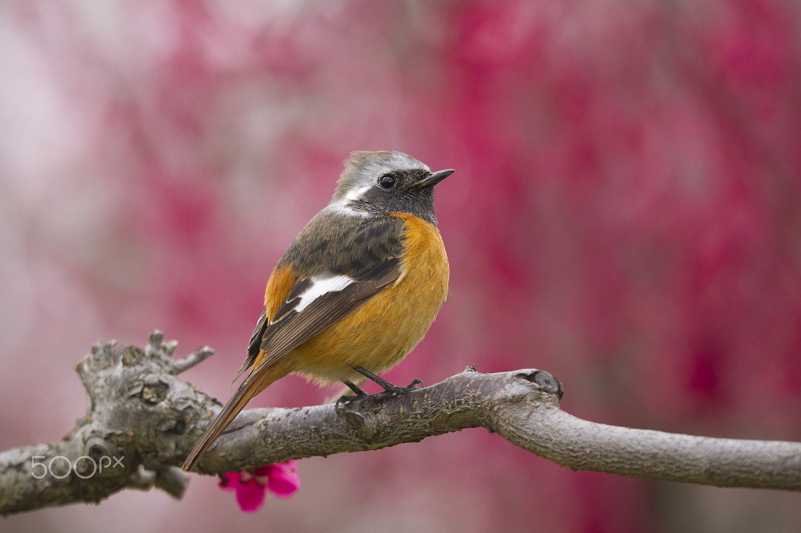 Tamron SP AF 180mm F3.5 Di LD (IF) Macro sample photo. Daurian redstart☆+ﾟ photography