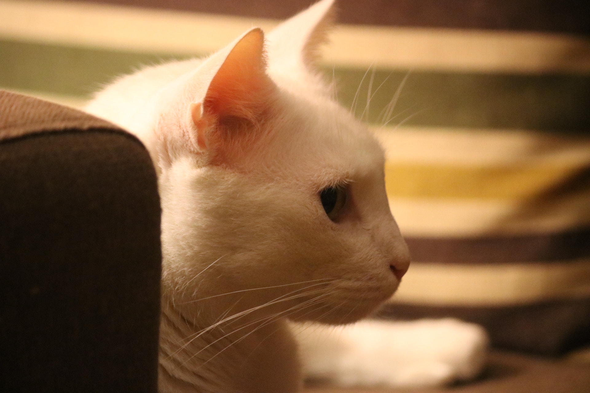 Canon EF-S 55-250mm F4-5.6 IS sample photo. #cat #ankara #turkish photography