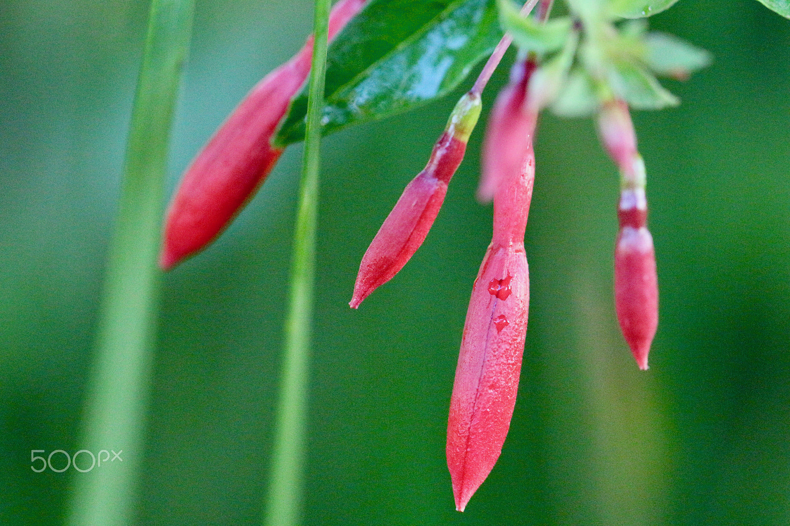 Canon EF 100mm F2.8L Macro IS USM sample photo. Red and green... photography