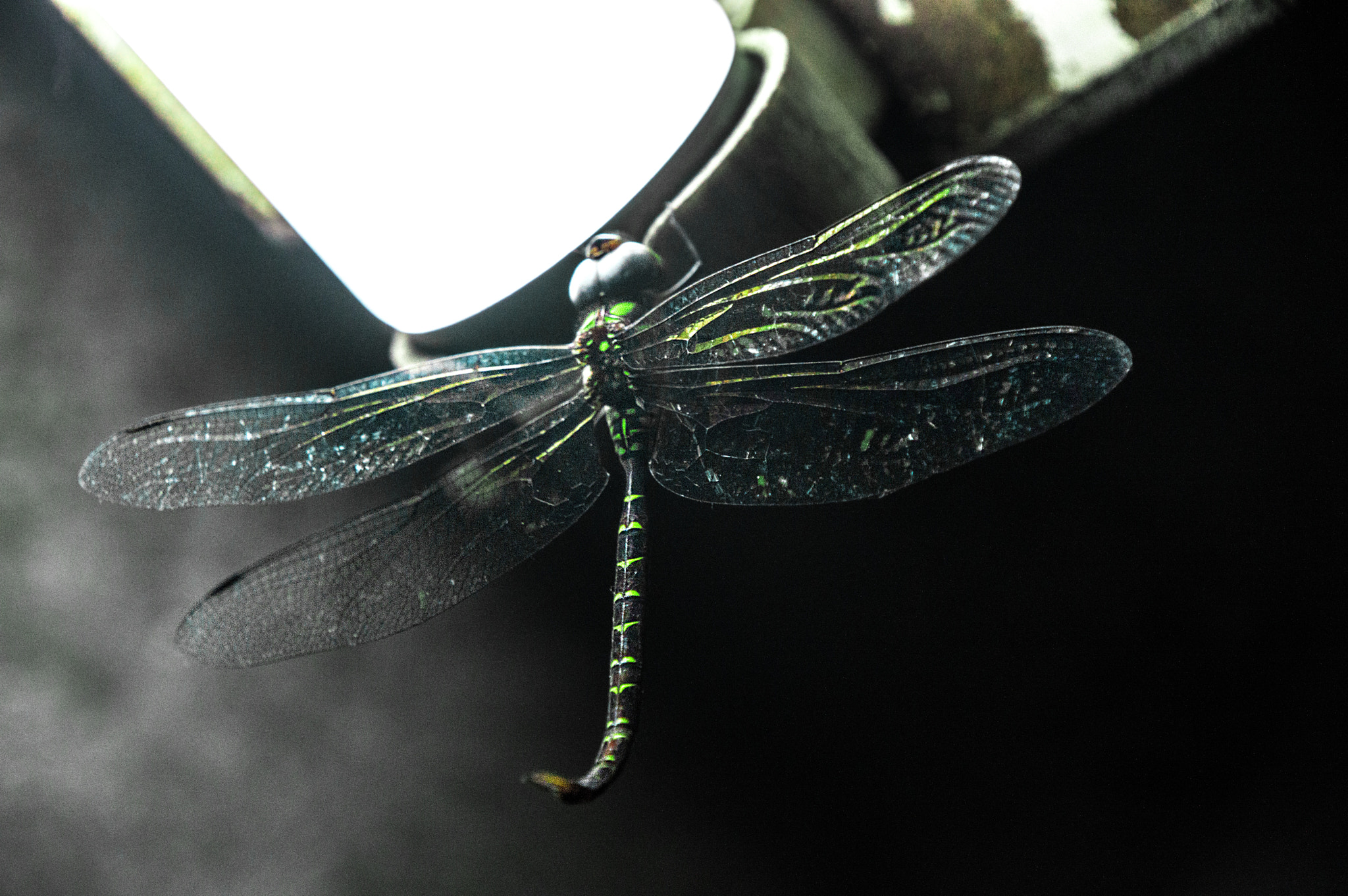 Nikon D3200 sample photo. Encounter with a dragonfly photography