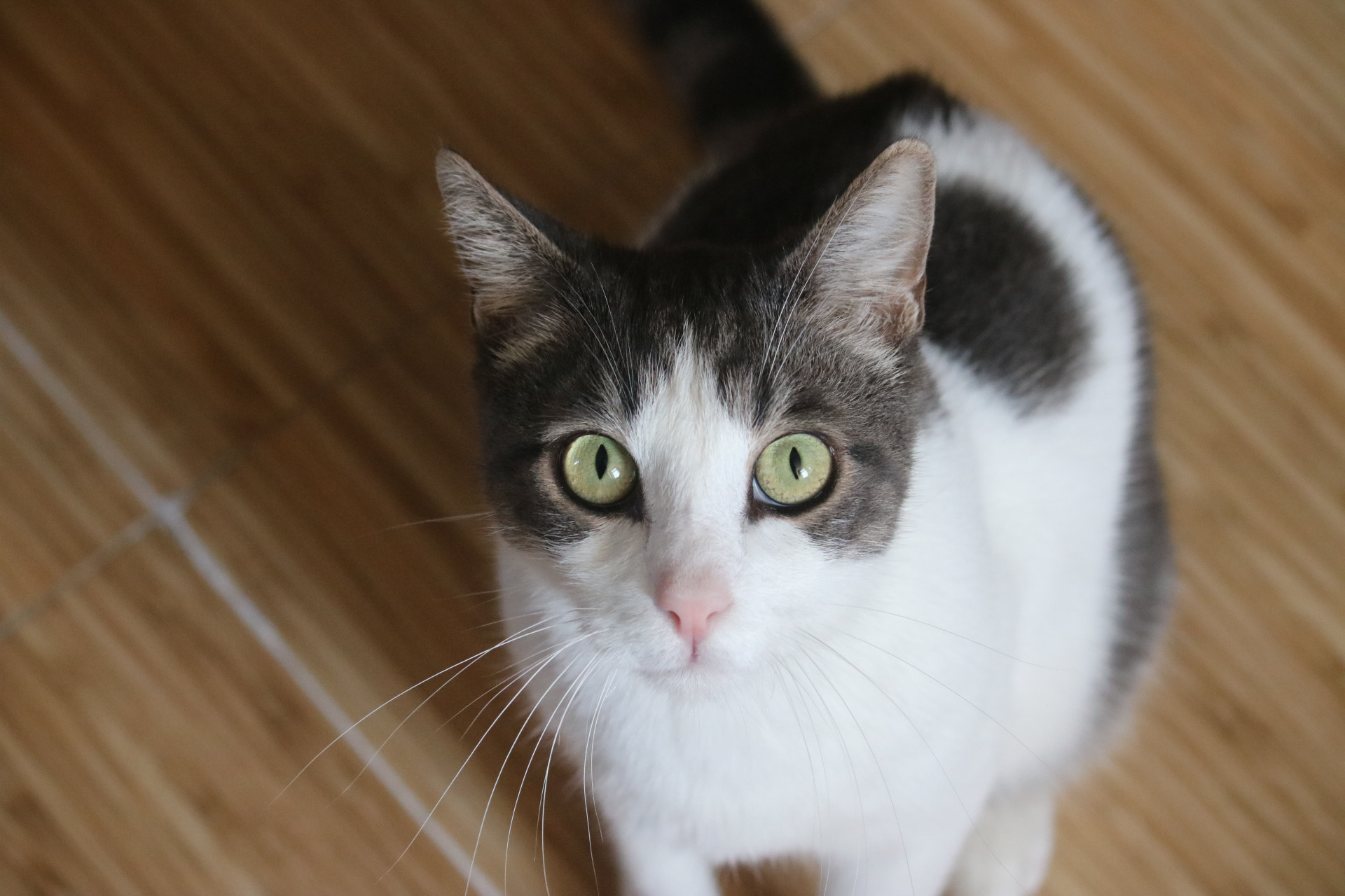 Canon EF-S 55-250mm F4-5.6 IS sample photo. #turkish #alley #cat photography